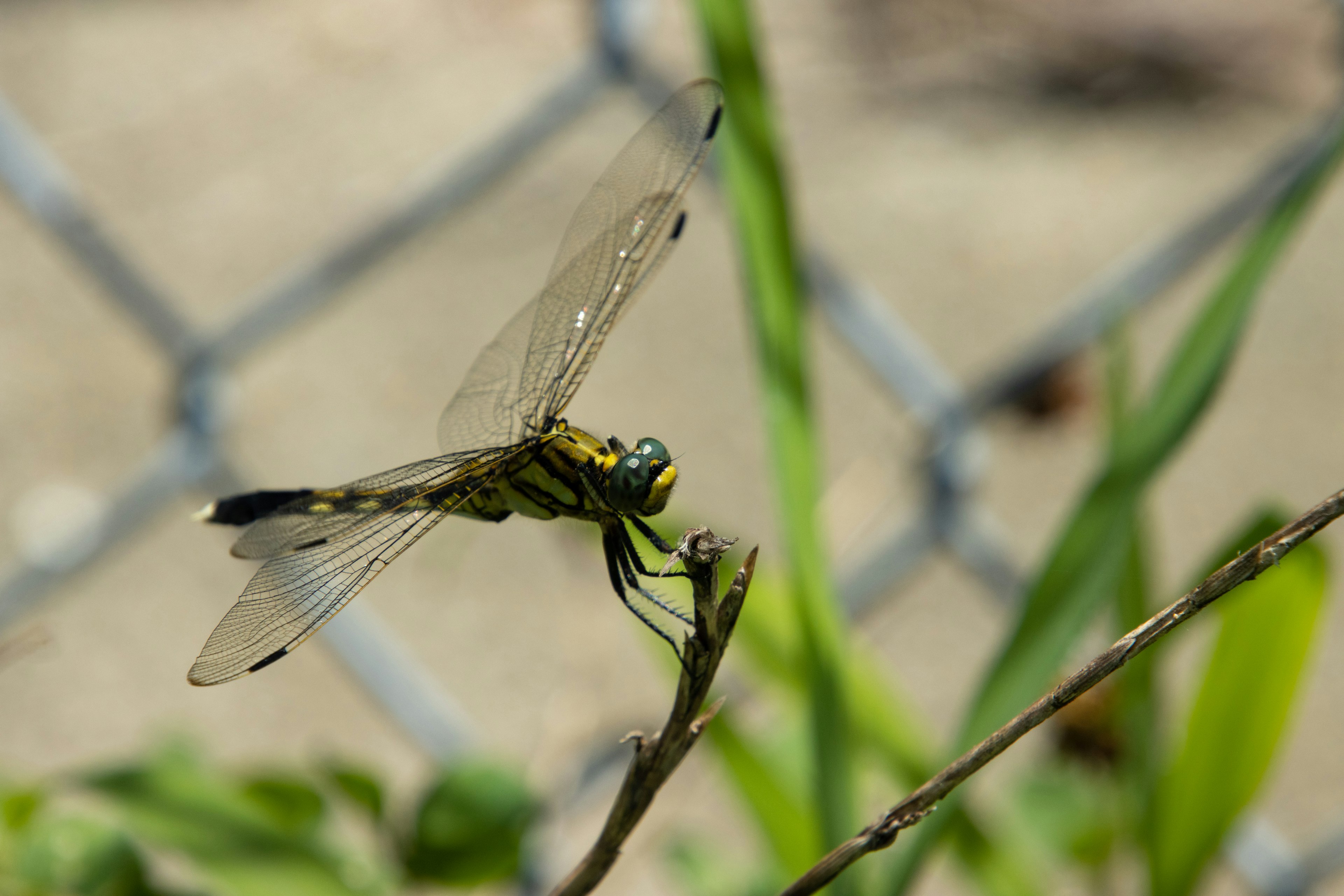 Immagine ravvicinata di una libellula posata su foglie verdi