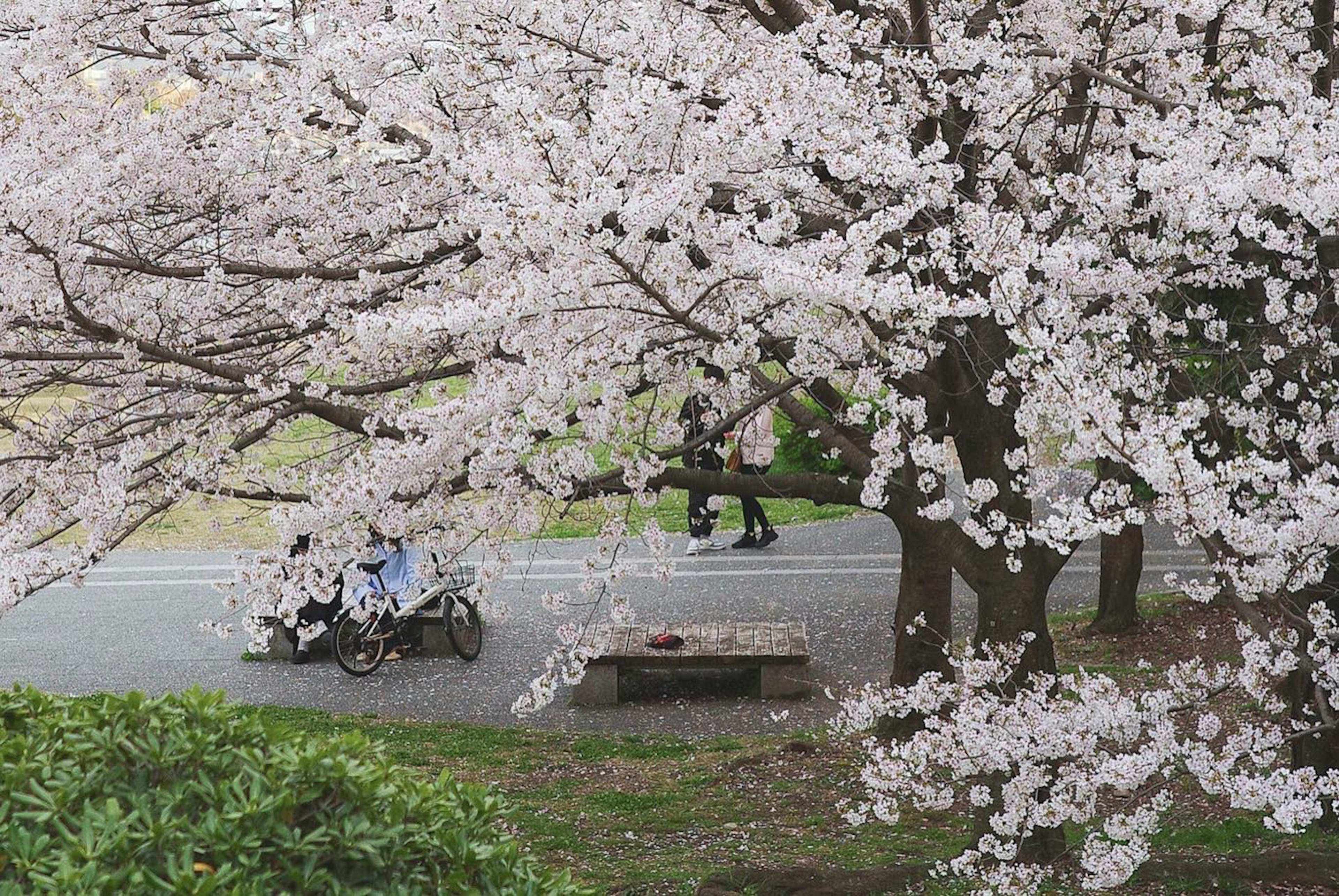 People walking in a park with cherry blossoms and a bench