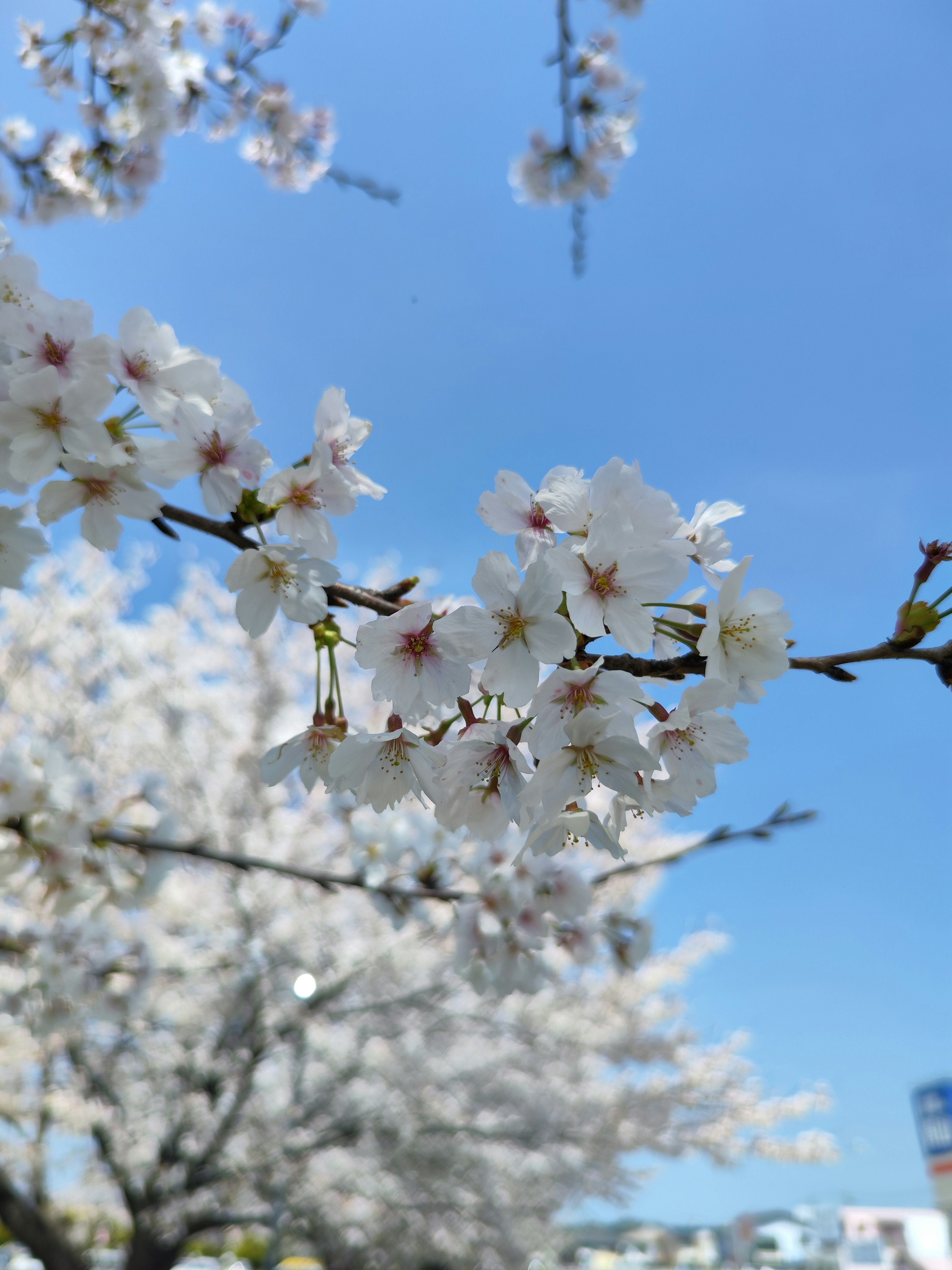 Bunga sakura mekar penuh di bawah langit biru cerah