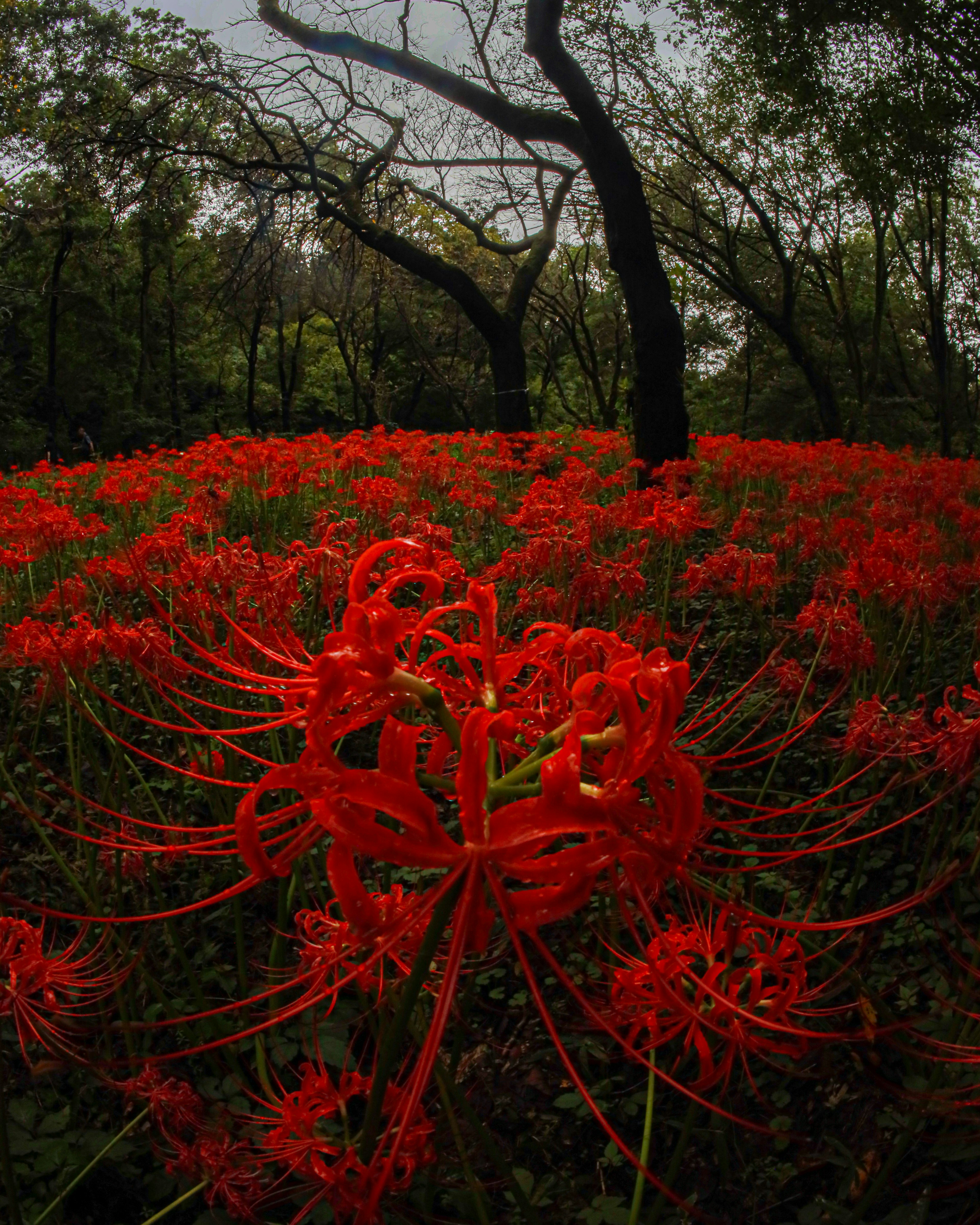 Vue scénique de lys araignée rouges en fleurs dans une forêt