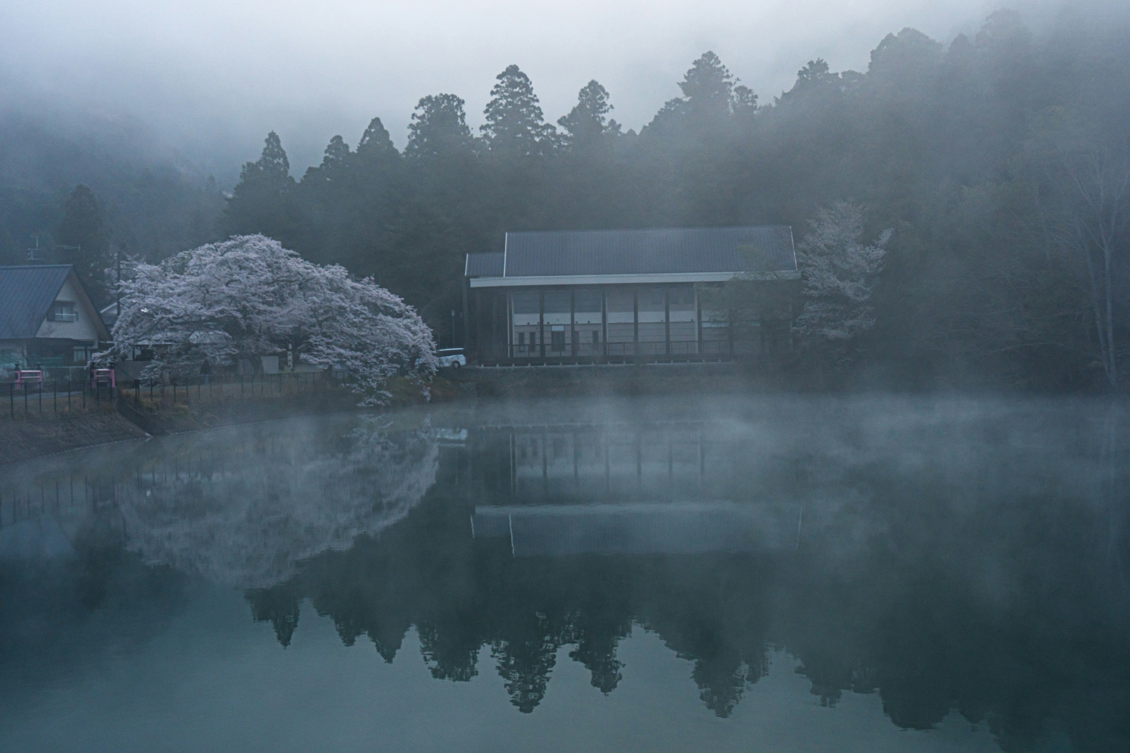 霧に包まれた湖と反射する建物と桜の木