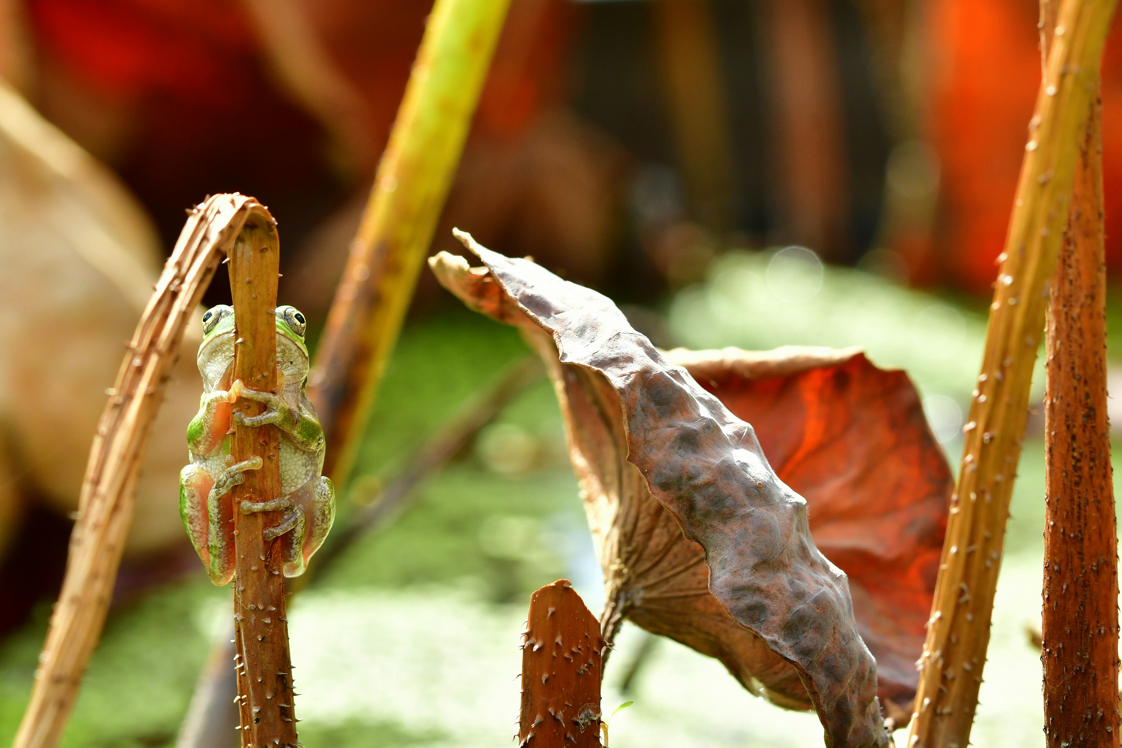 水辺の植物の間にいる小さな緑色のカエルと枯れた葉