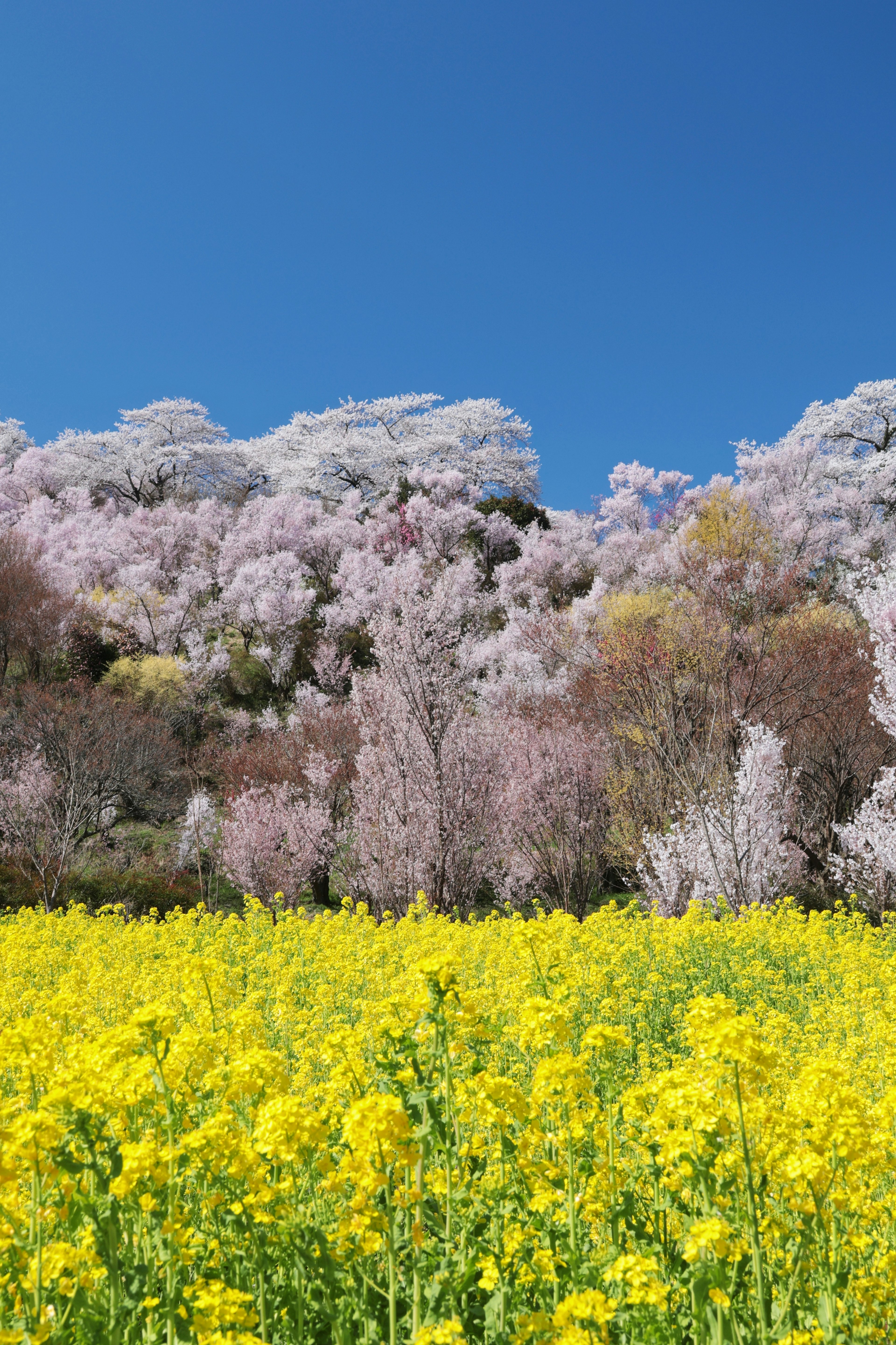 Pemandangan indah dengan bunga rapeseed kuning dan bunga sakura