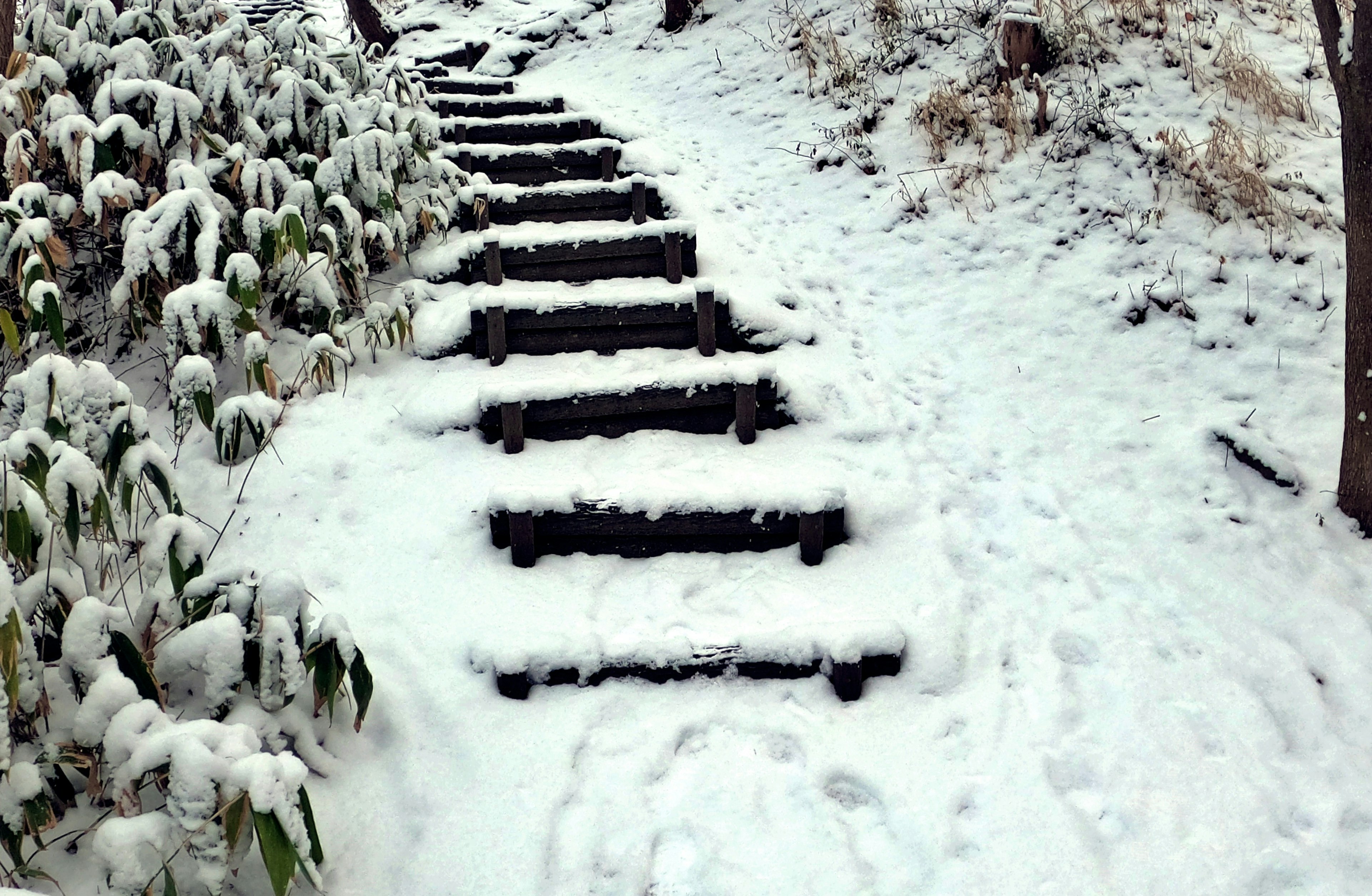 Escaliers en bois recouverts de neige entourés de plantes vertes