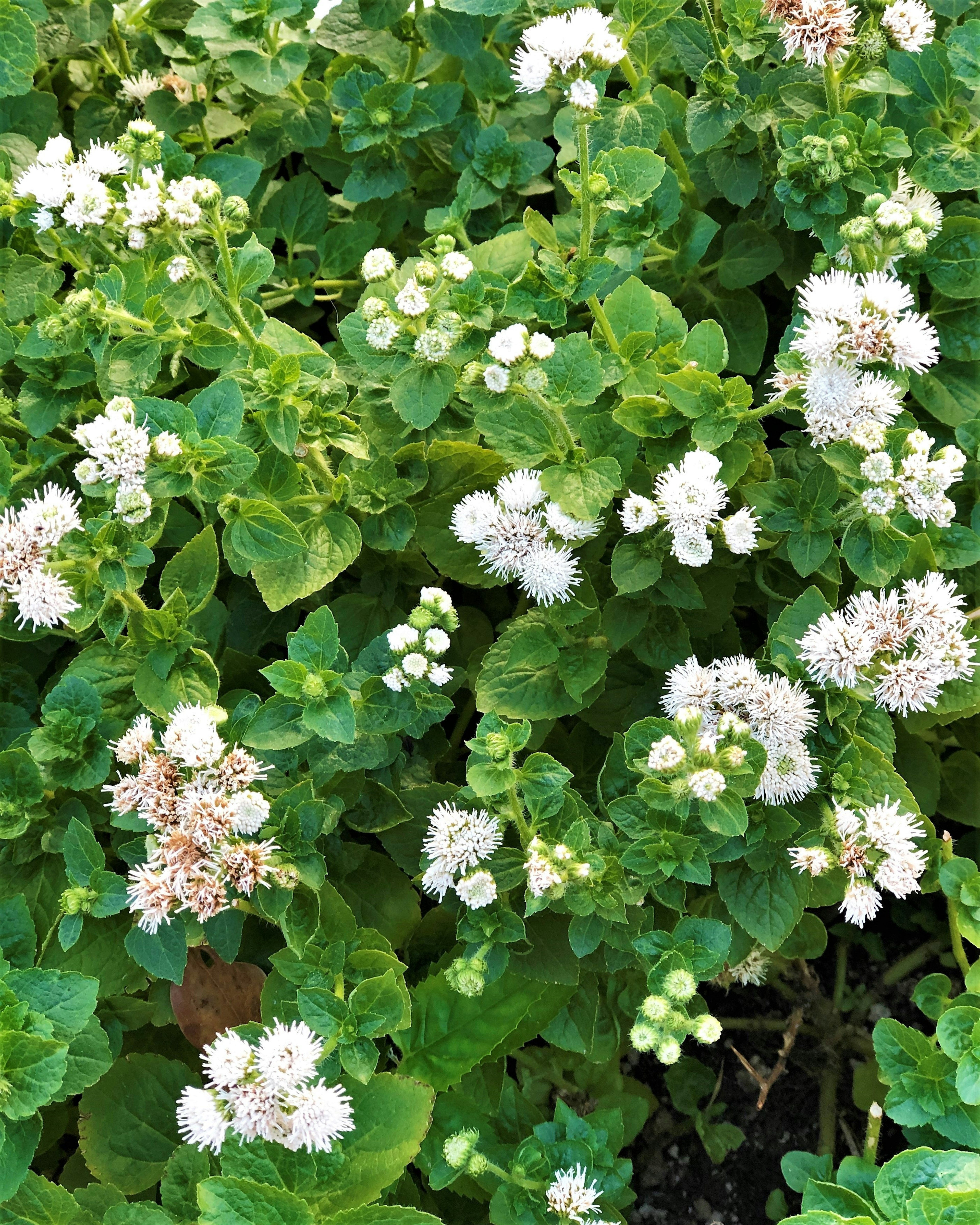 Grupo de flores blancas rodeadas de hojas verdes