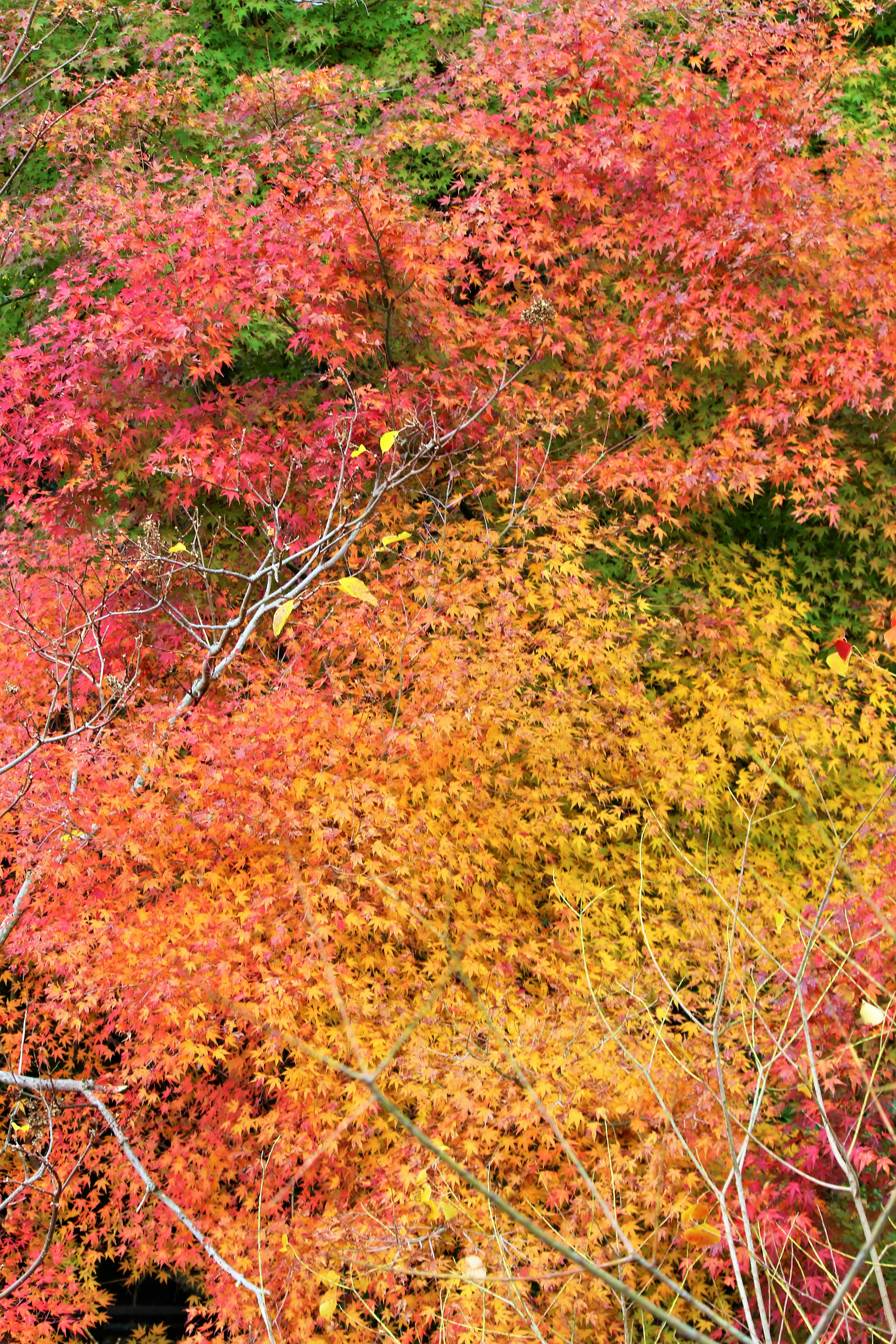 Follaje de otoño vibrante con tonos de rojo y amarillo