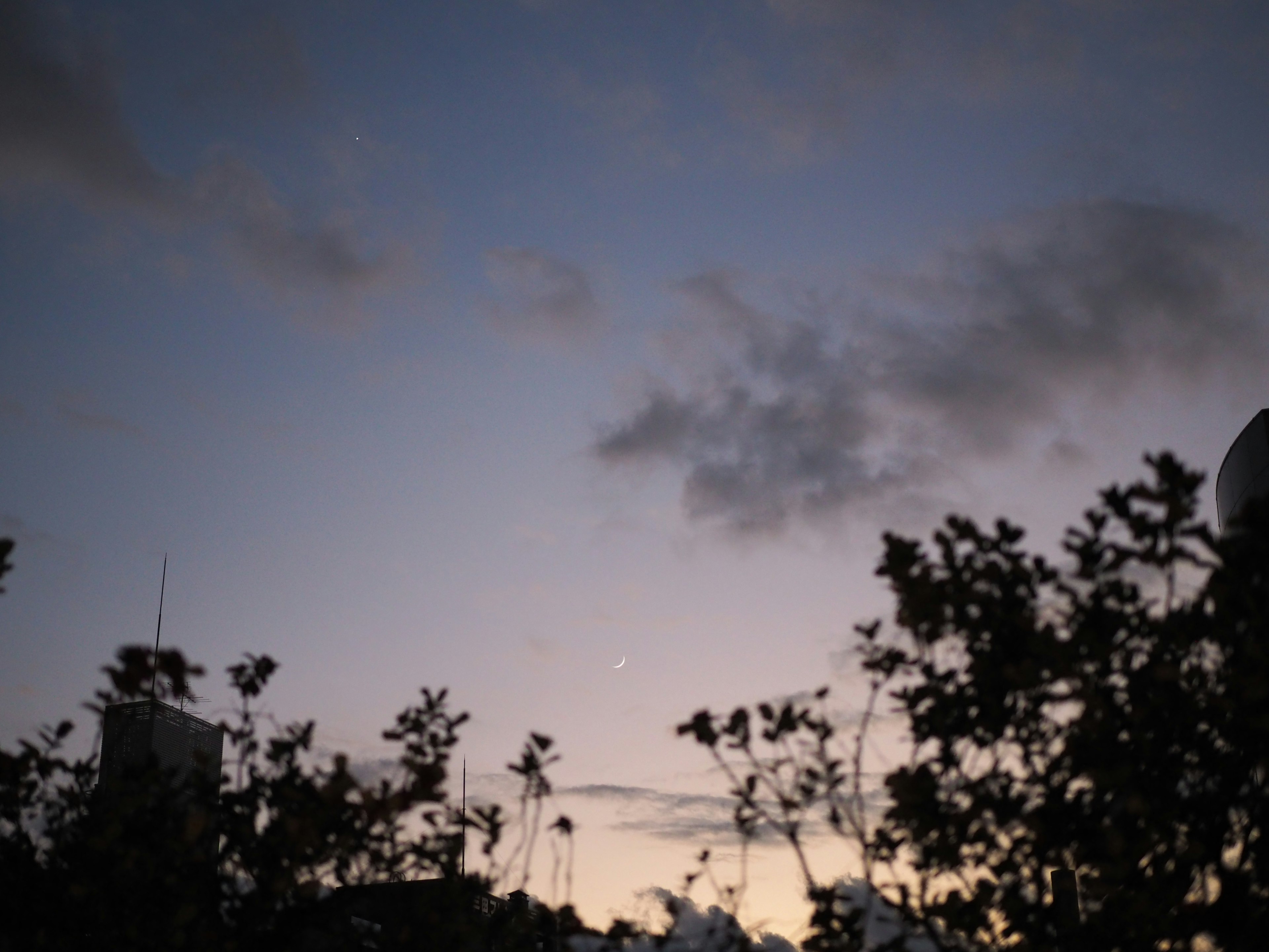 夕暮れの空とシルエットの植物