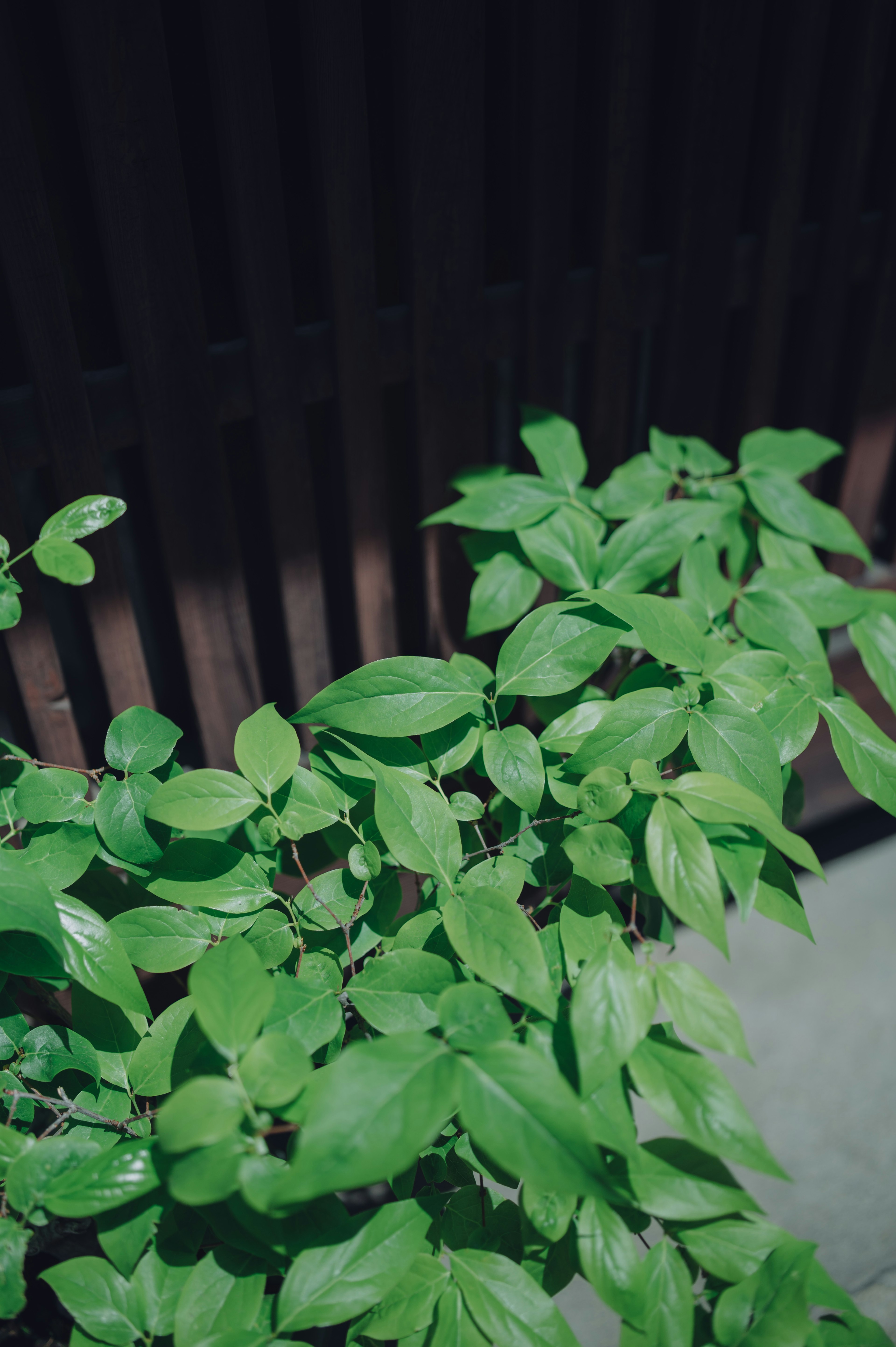 植物的郁郁葱葱的绿色叶子与深色木栅栏背景