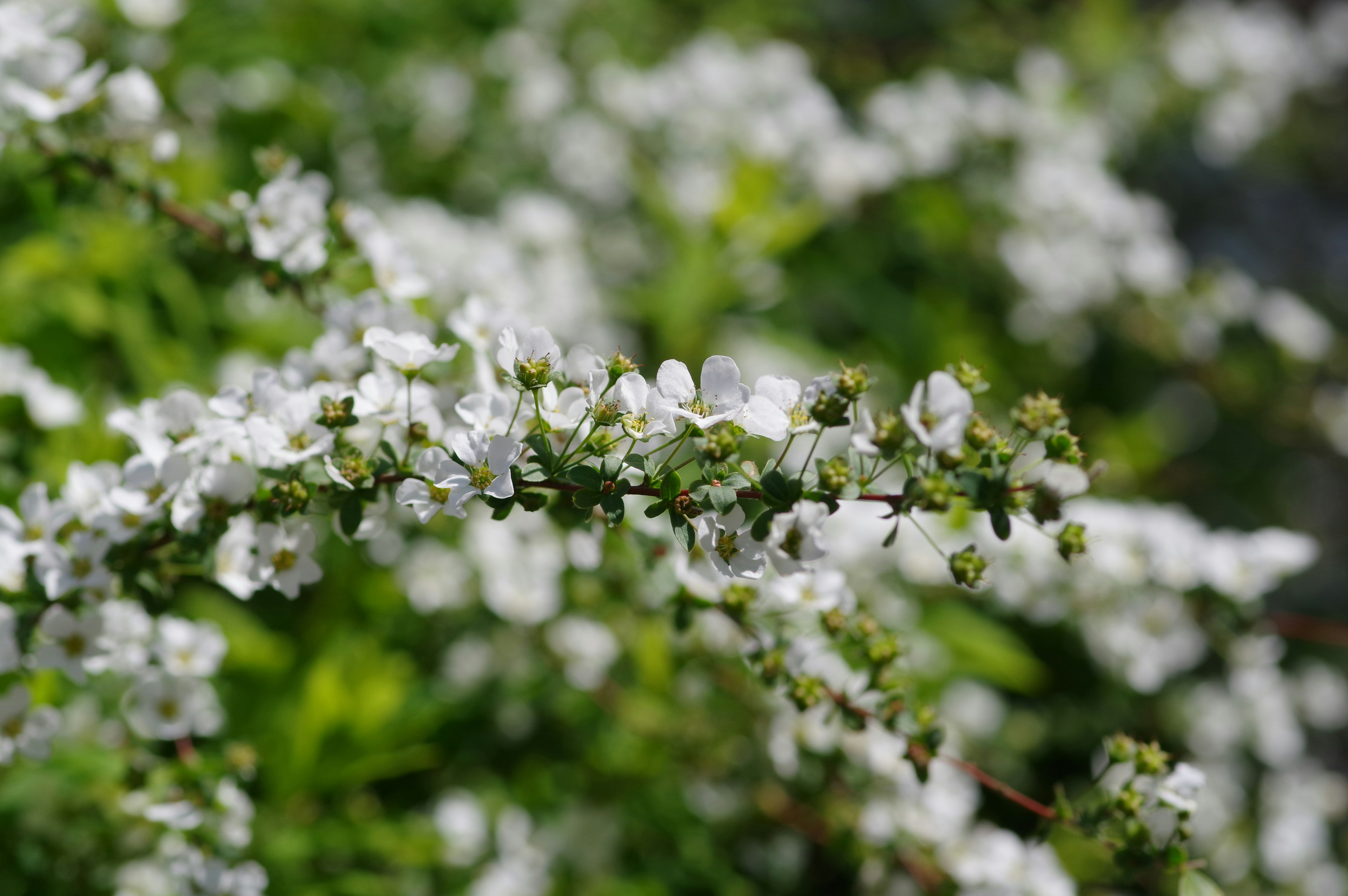 Primo piano di una pianta verde con fiori bianchi