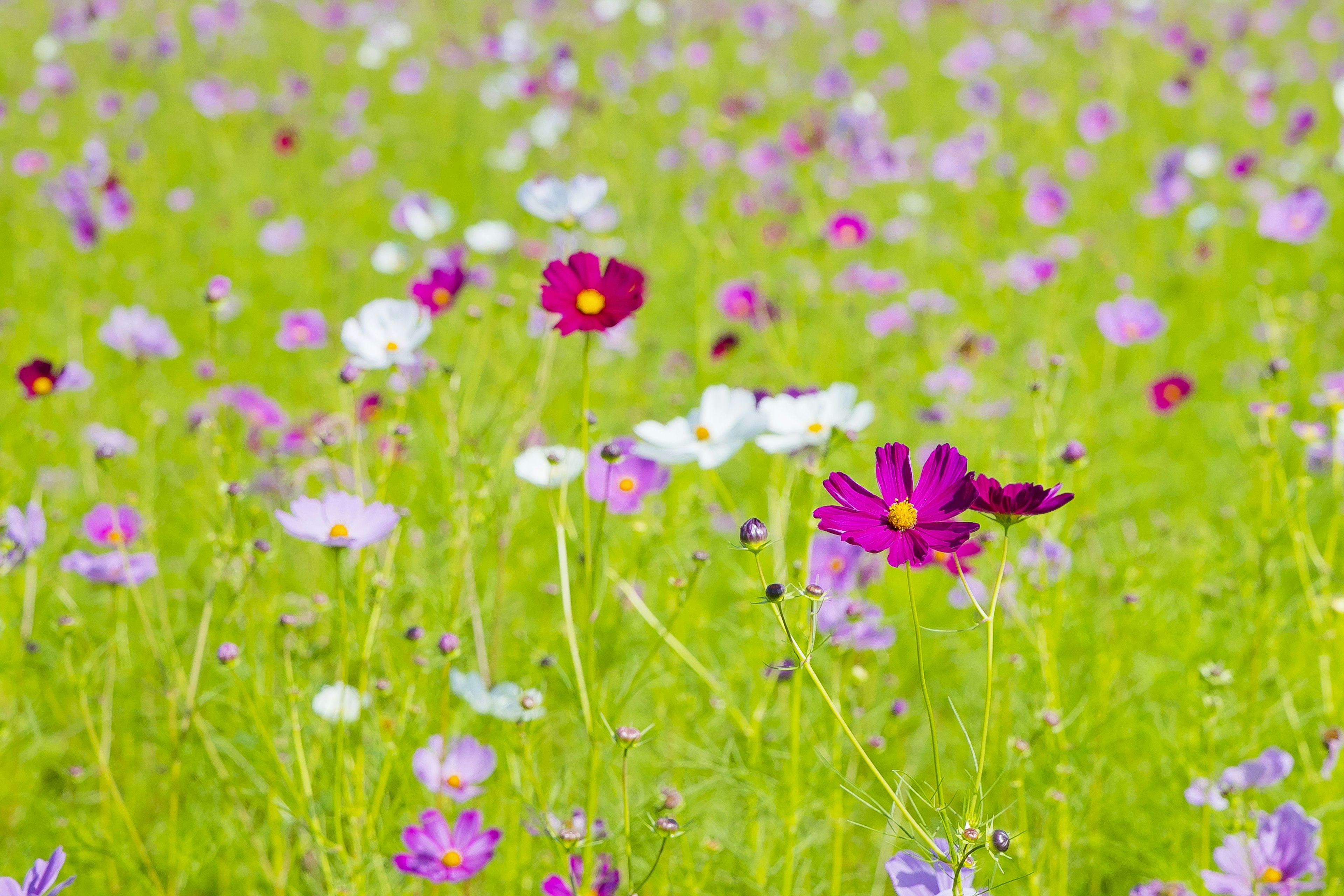 Bunte Blumen blühen auf einer grünen Wiese