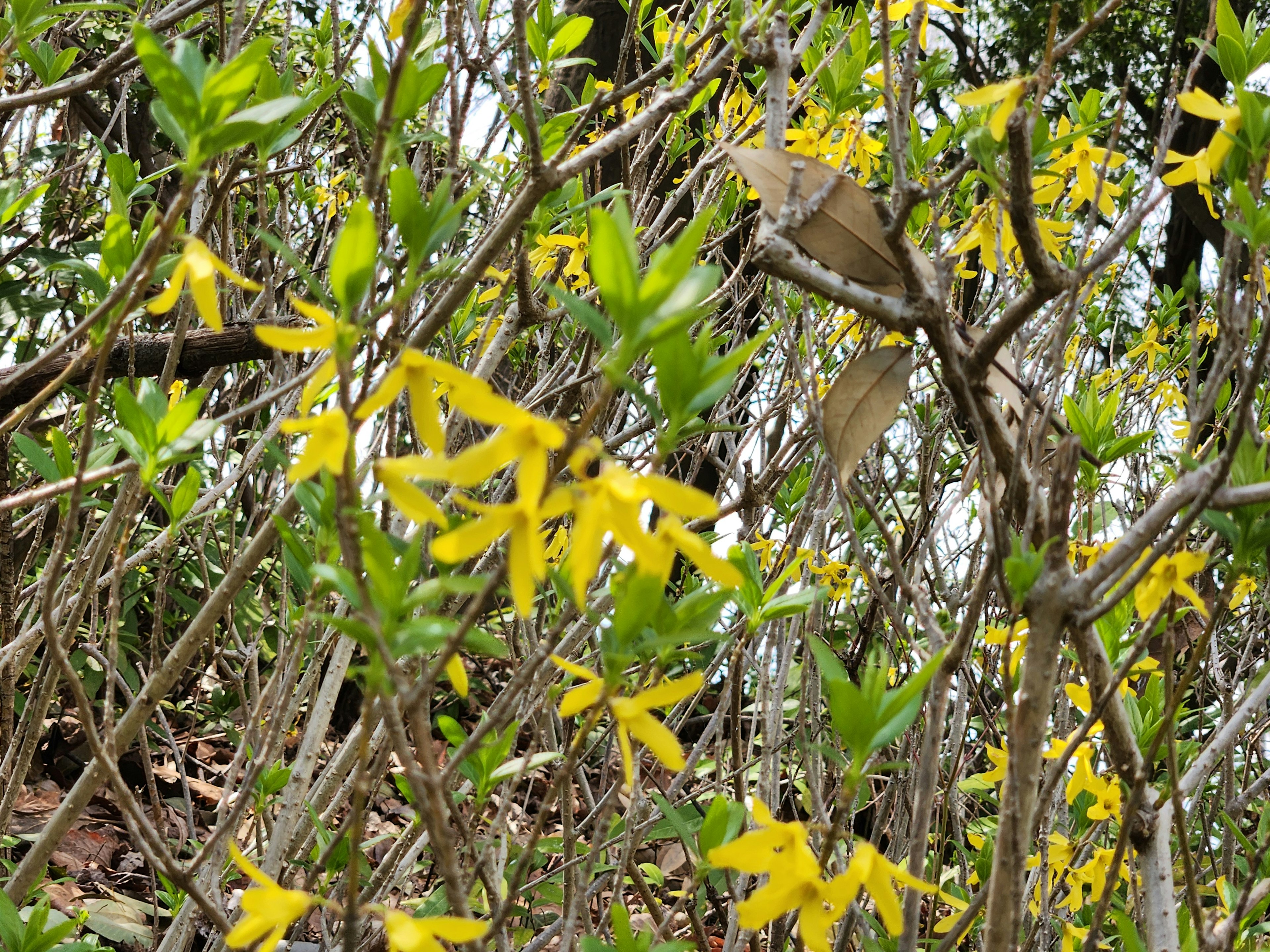 Vibrant yellow flowers amidst lush green foliage