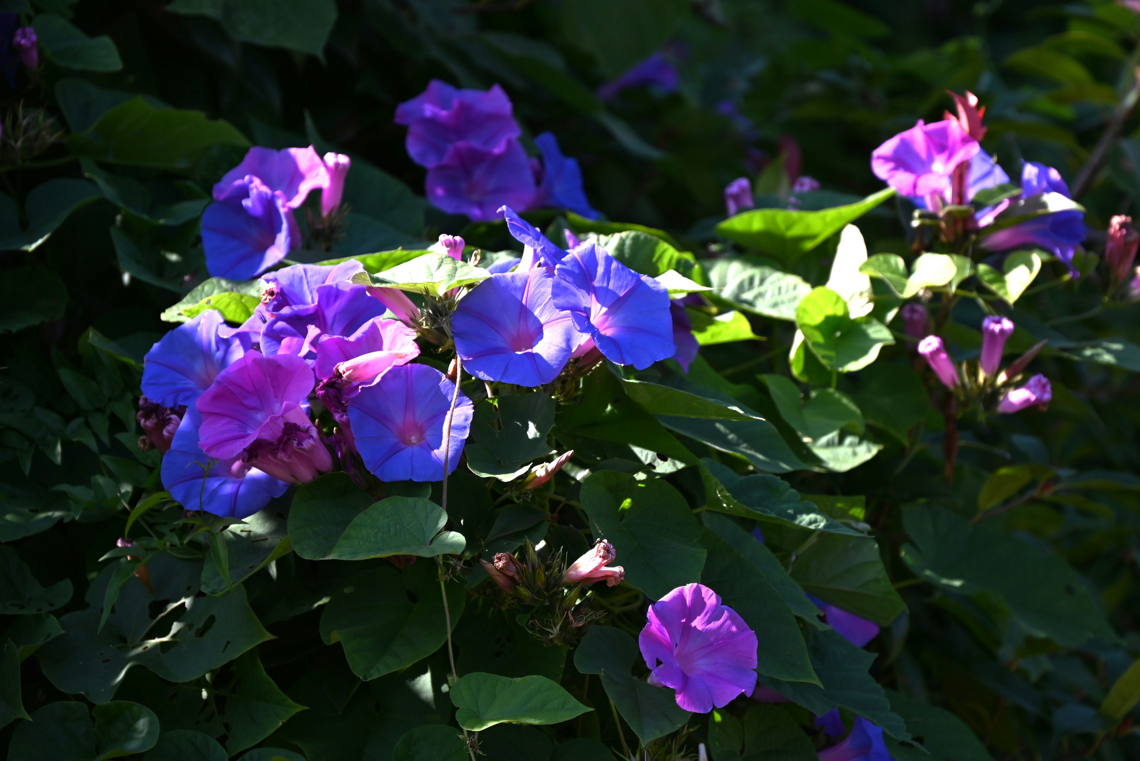 Lebendige lila und rosa Blumen umgeben von grünen Blättern