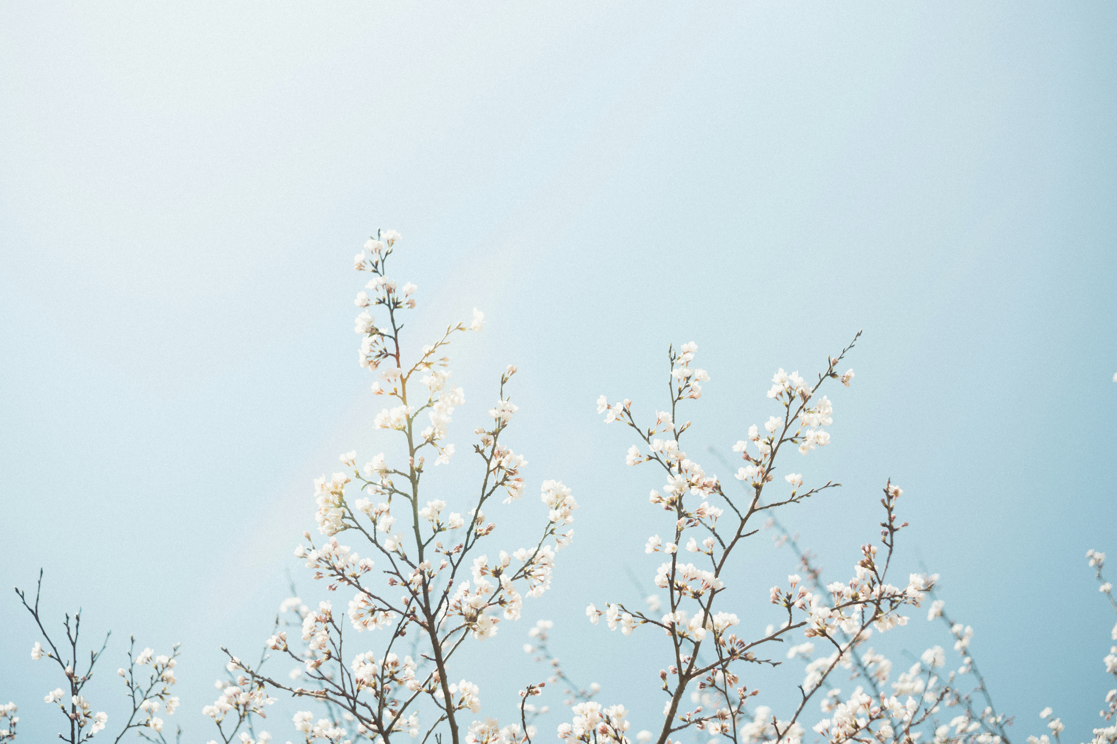 Branches with white flowers against a blue sky