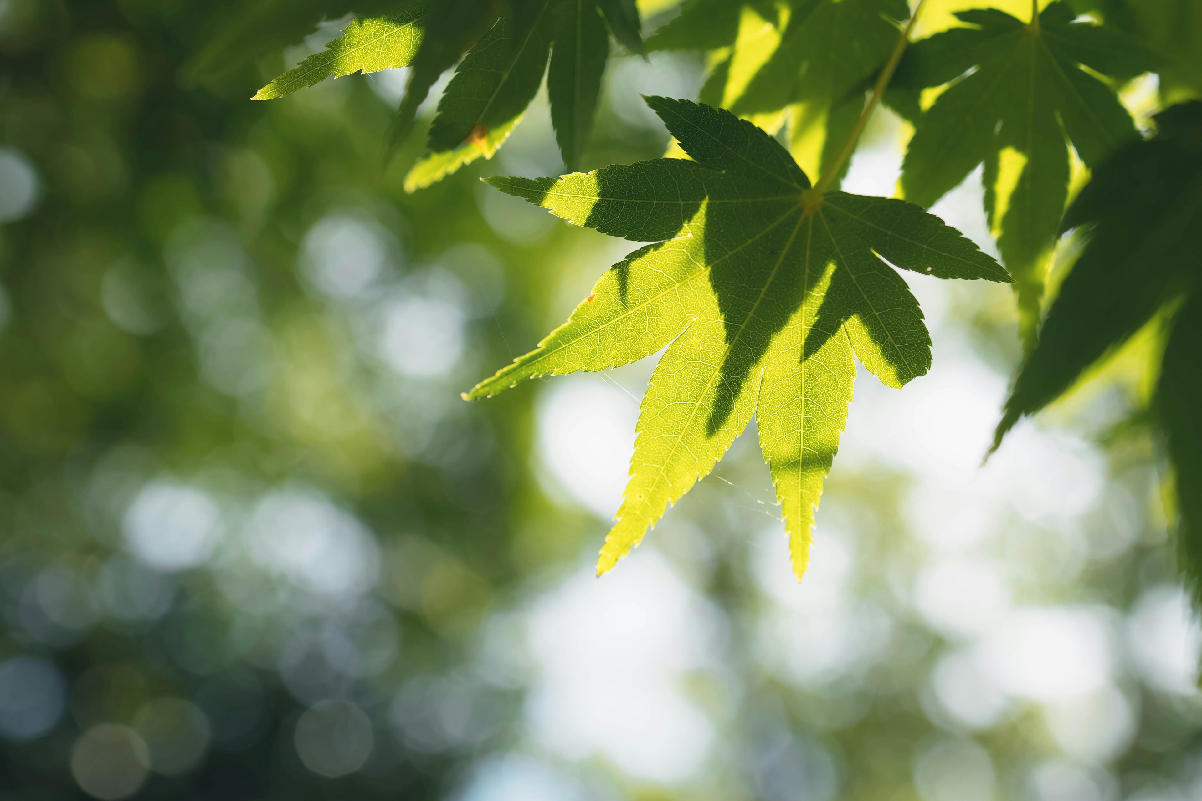 Grüne Blätter, die von Sonnenlicht beleuchtet werden, vor einem verschwommenen Hintergrund