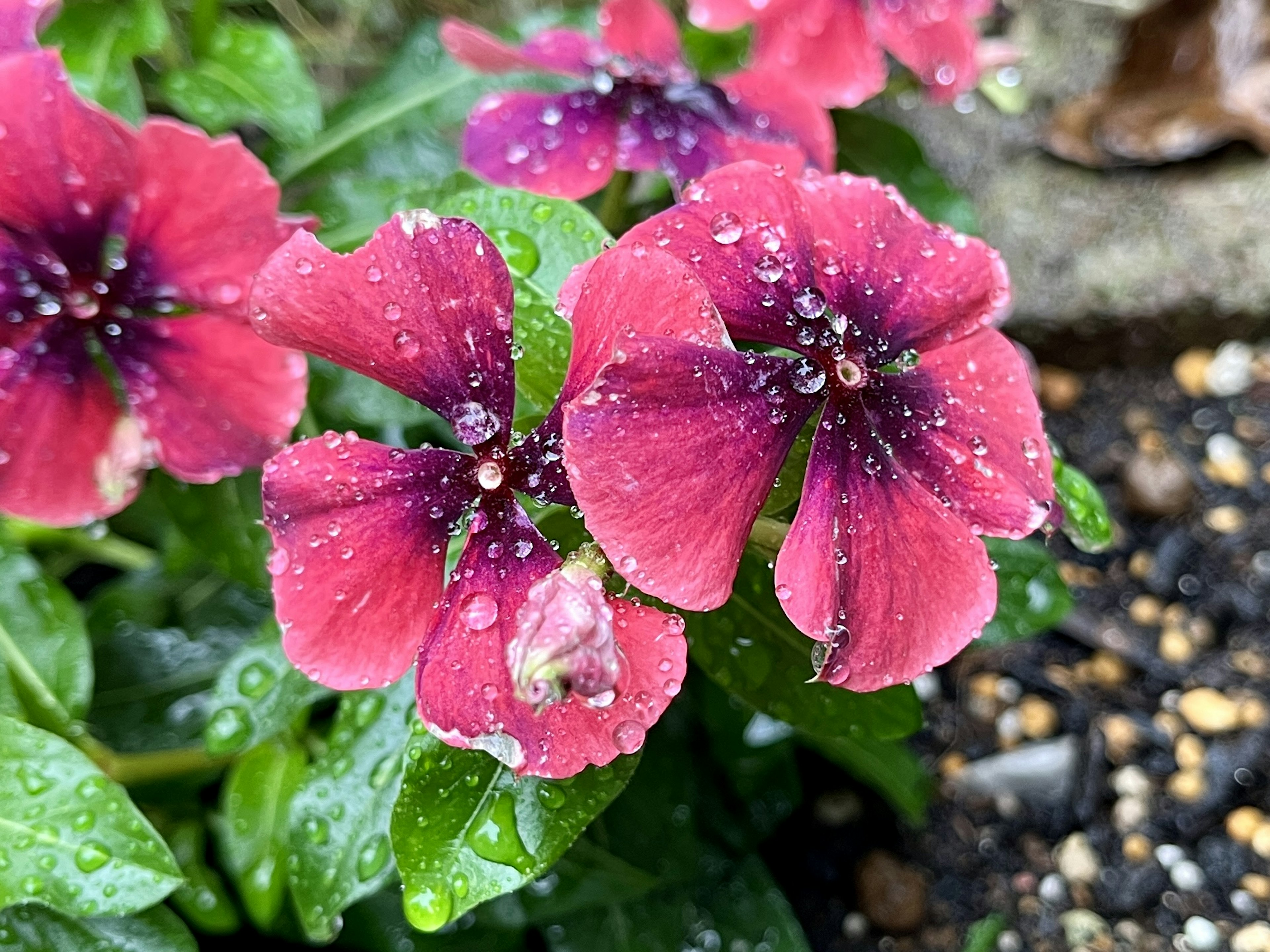 Nahaufnahme von rosa Blumen mit grünen Blättern und Wassertropfen