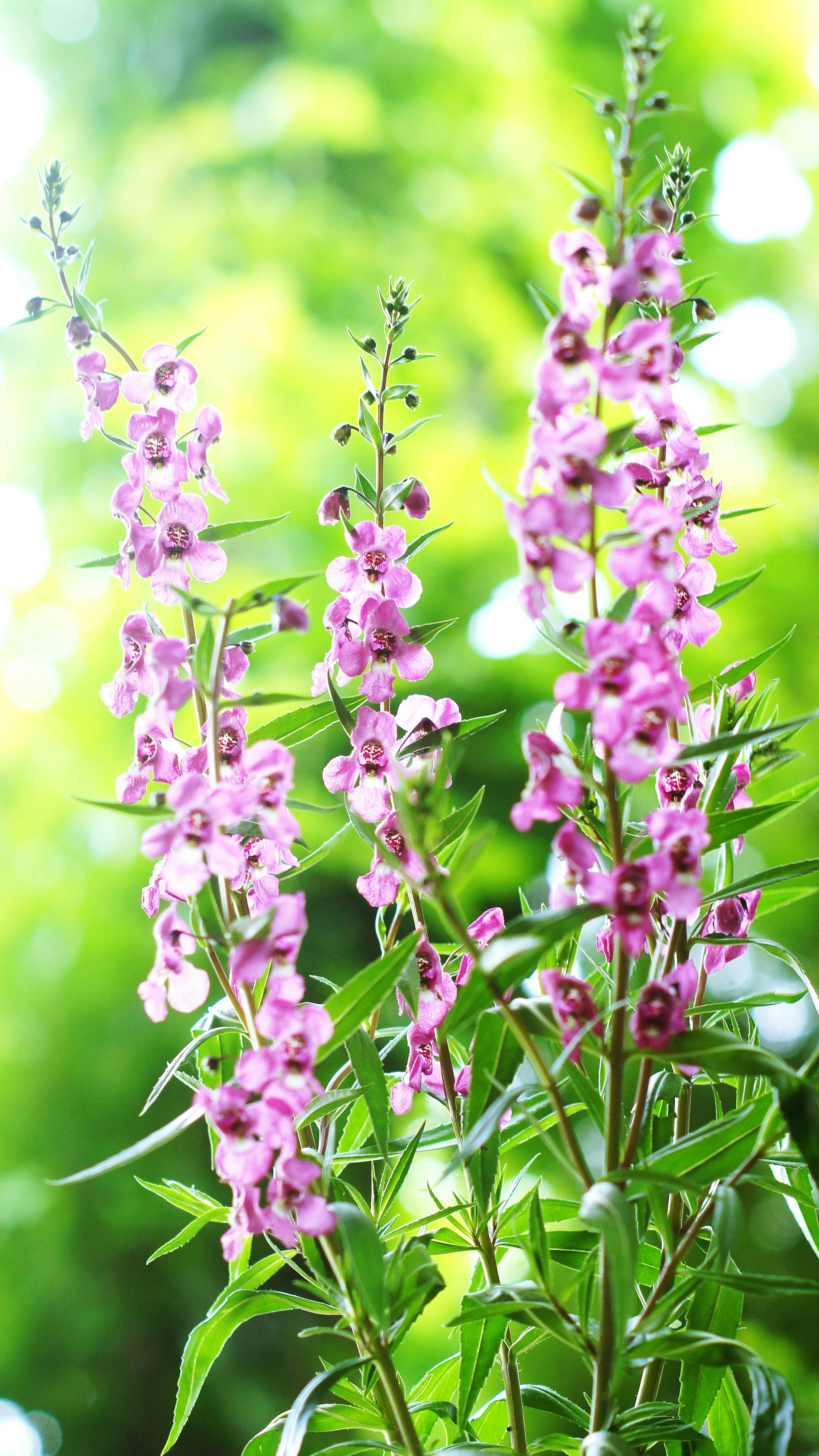 Close-up of vibrant pink flowers on a plant against a bright green background