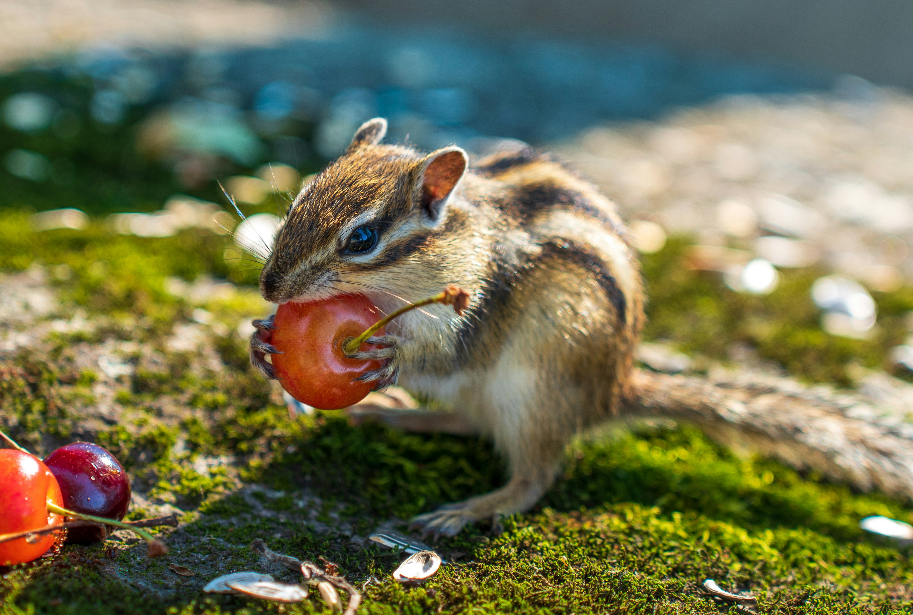 Una pequeña ardilla listada comiendo una fruta roja sobre musgo verde