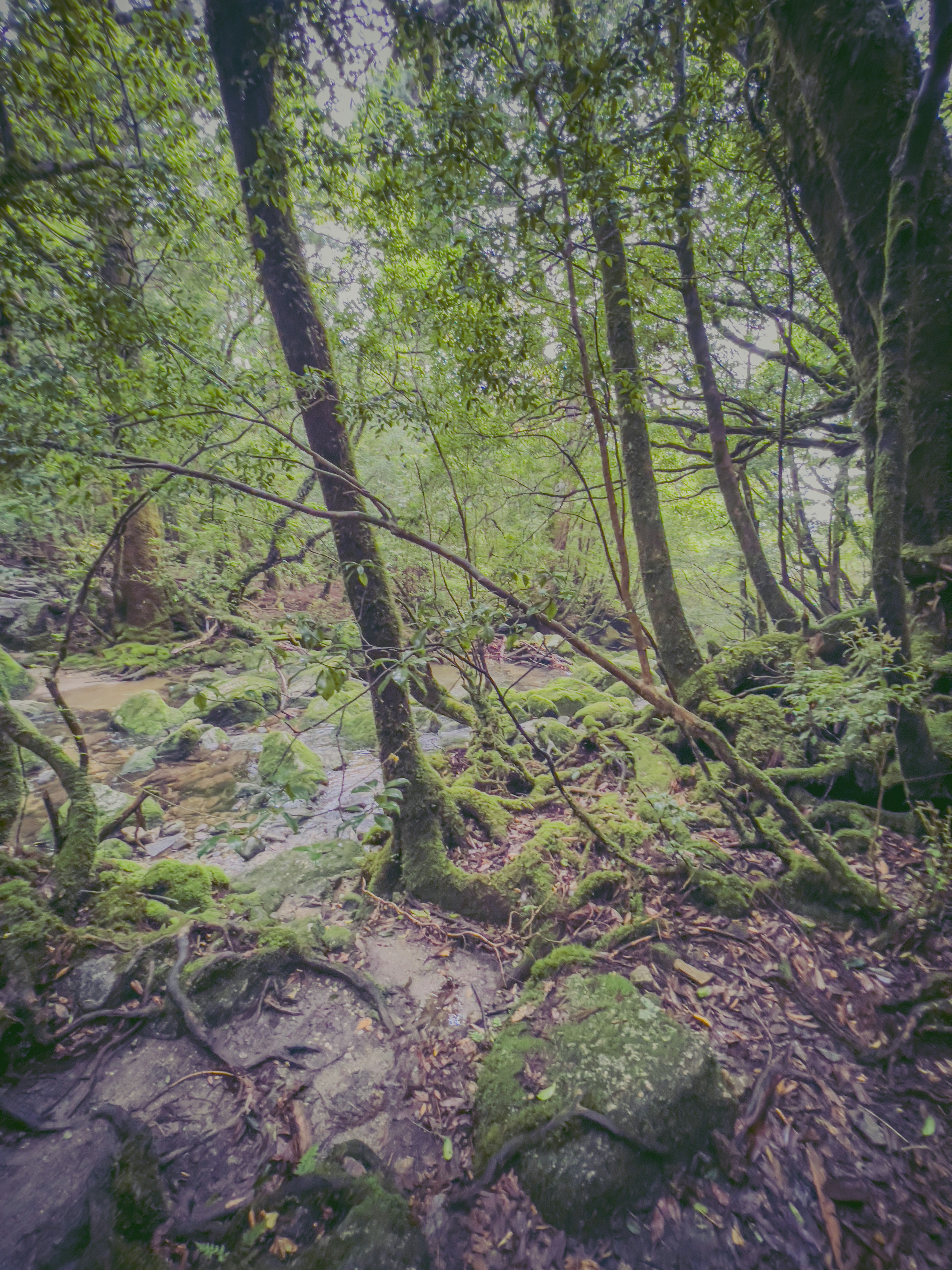 緑豊かな森の風景で、木々と苔むした岩が見える