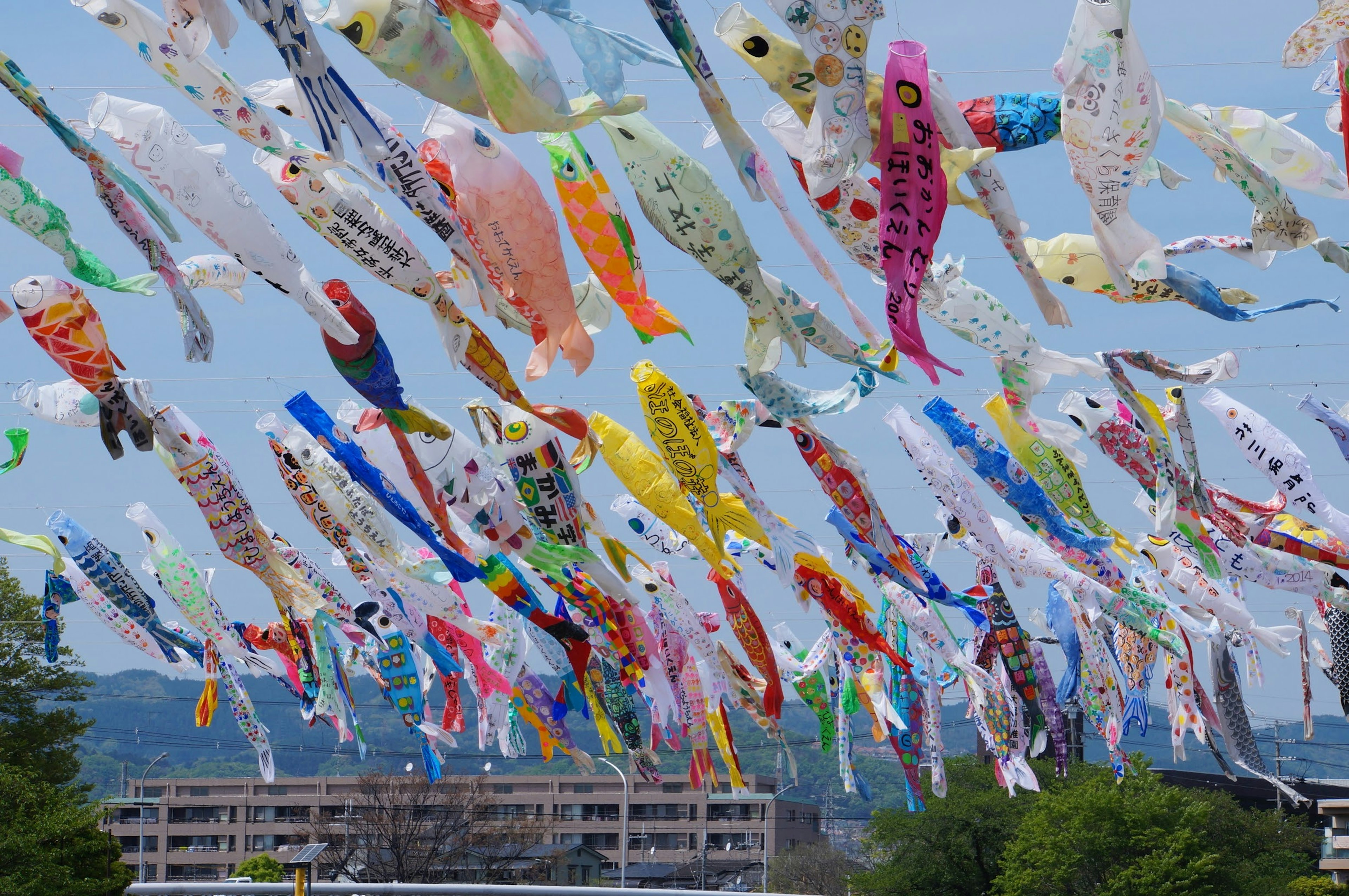 Bunte Koi-Nobori-Flaggen, die am Himmel wehen