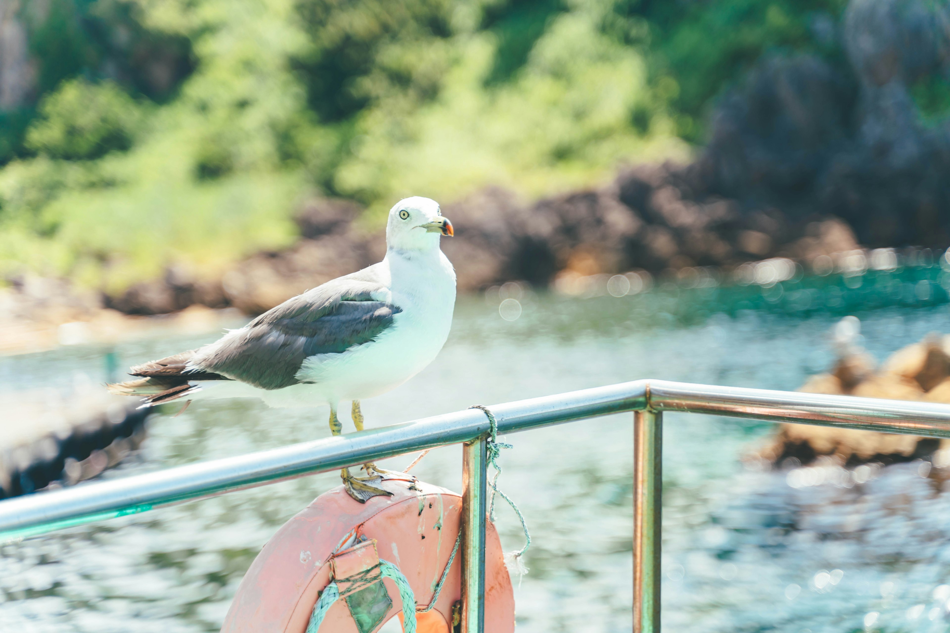 Seekor burung camar dengan bulu putih dan abu-abu berdiri dekat pantai