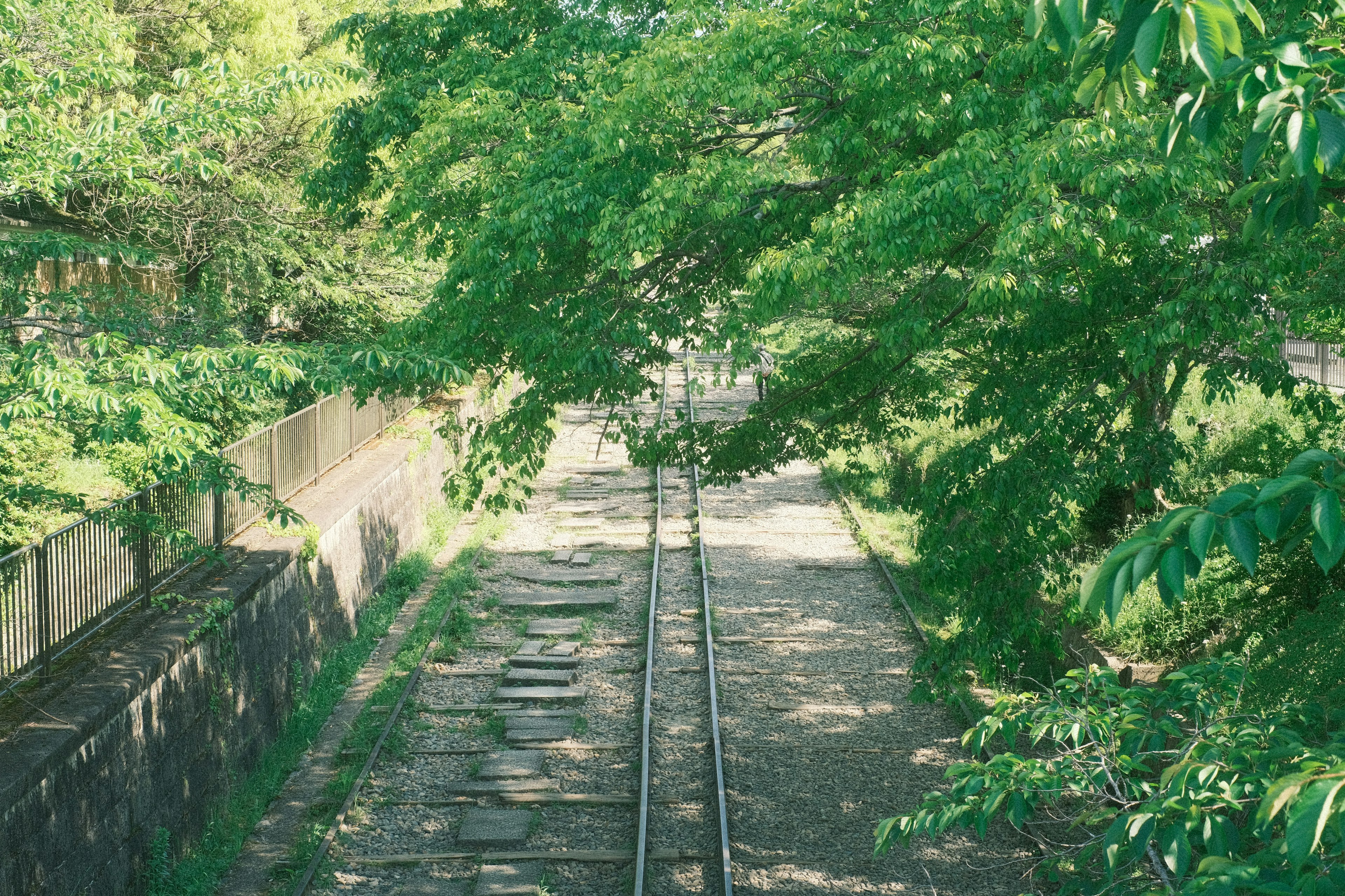 緑豊かな木々に囲まれた鉄道の線路