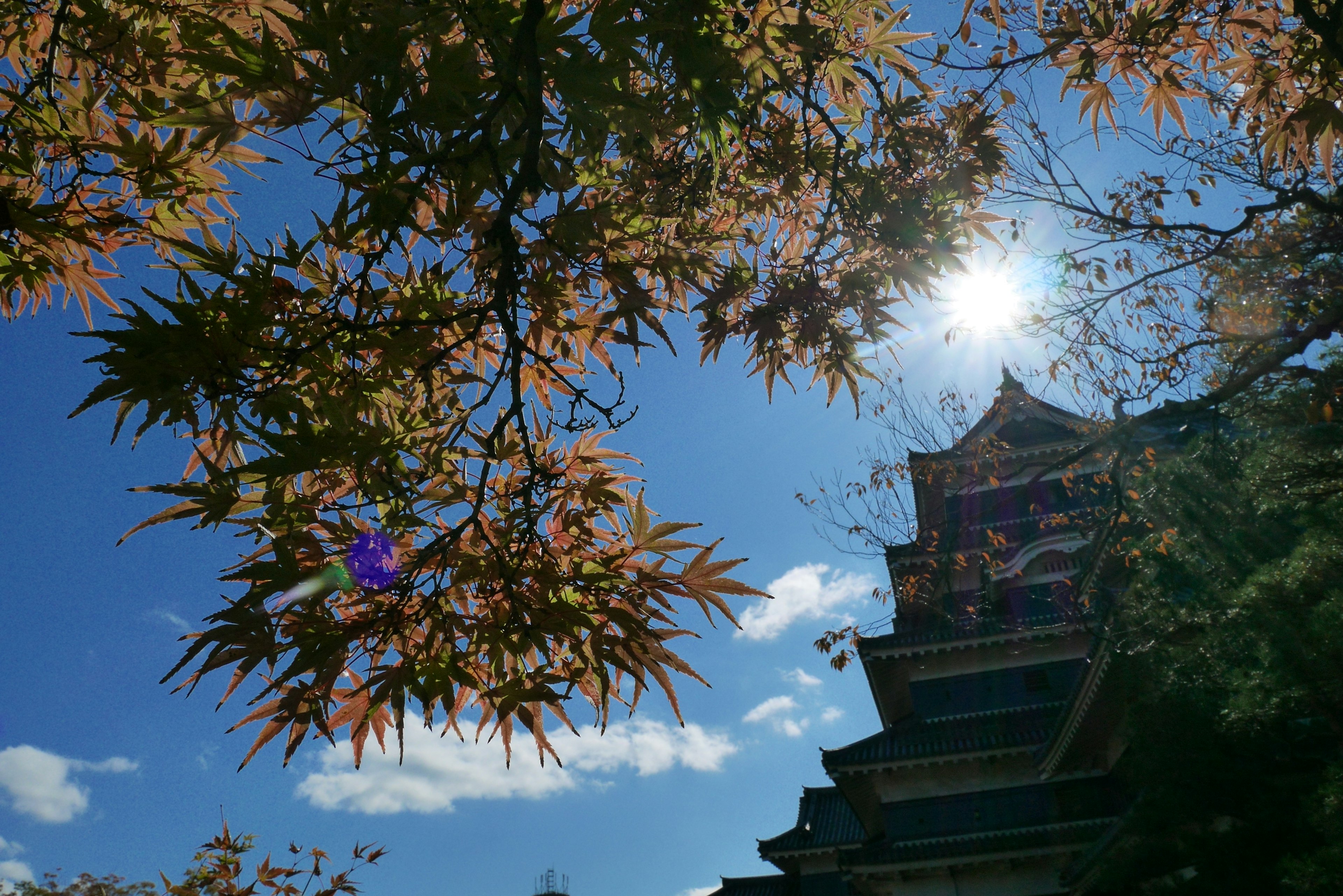 青空の下に紅葉と日本の伝統的な建物がある風景