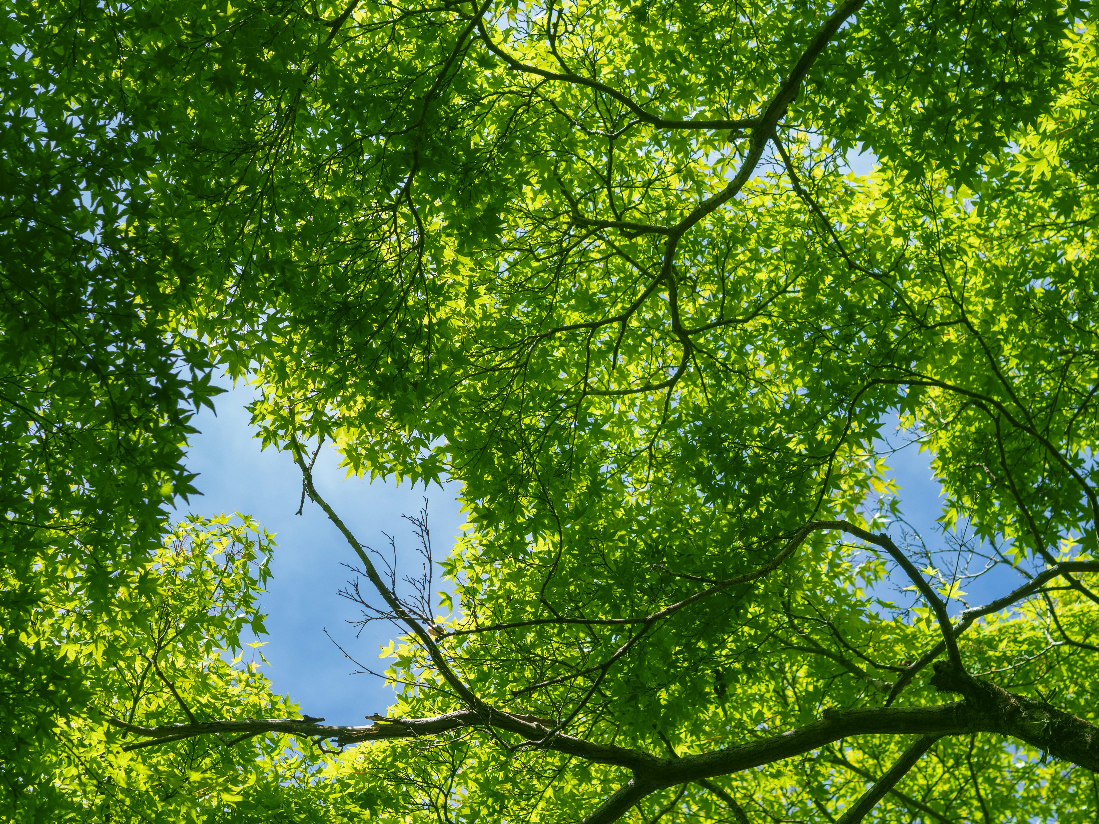 Pemandangan dari bawah daun hijau pohon dengan langit biru terlihat