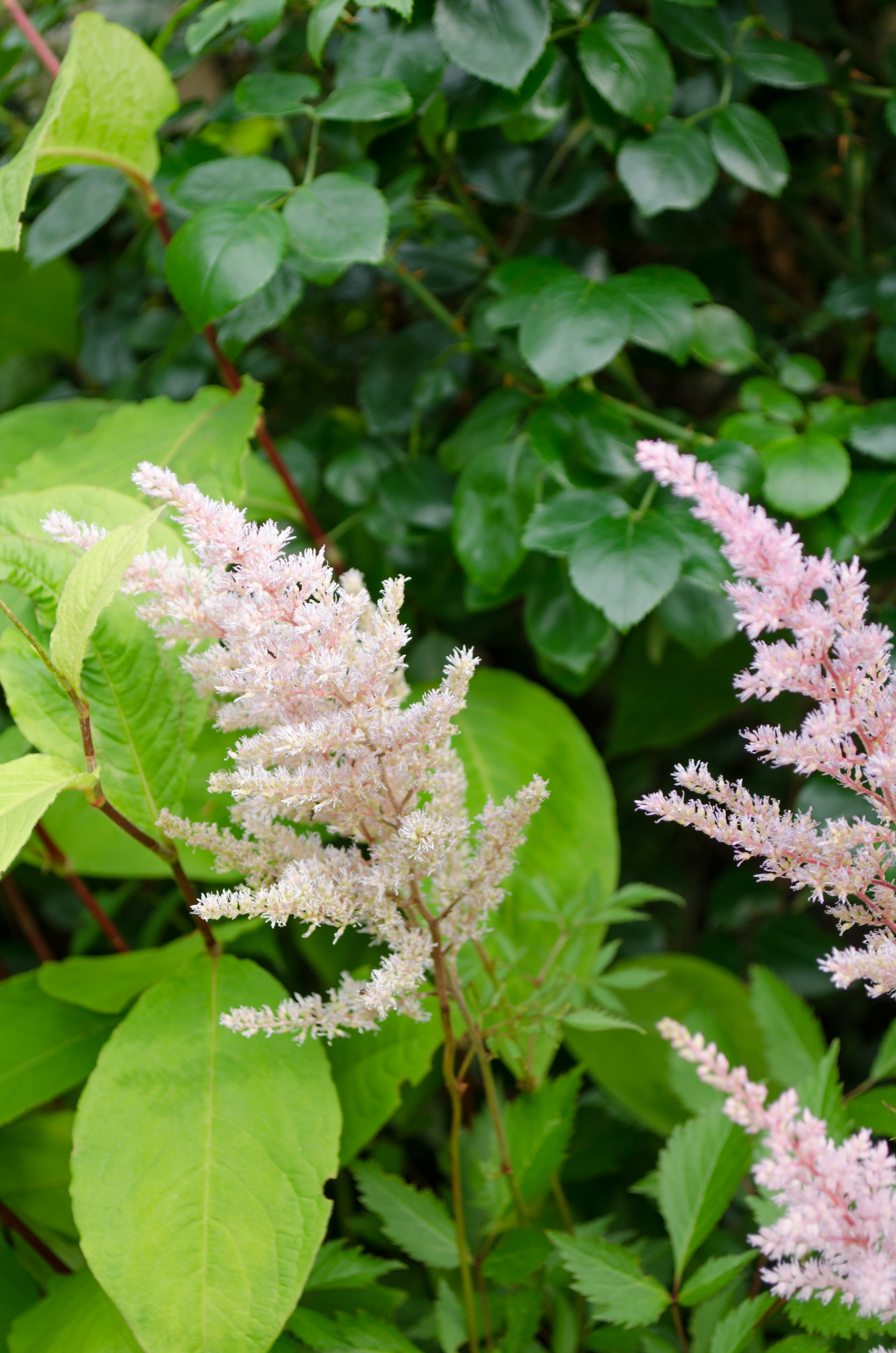 Zarte rosa Blumen blühen zwischen üppigen grünen Blättern