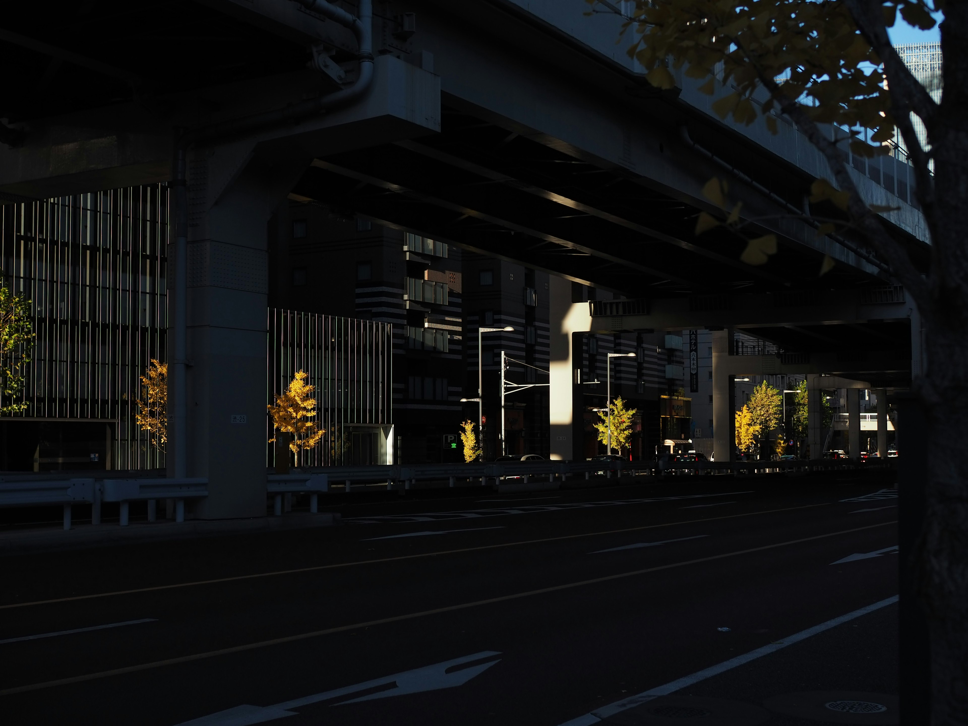 Illuminated trees beneath a dark overpass in an urban setting