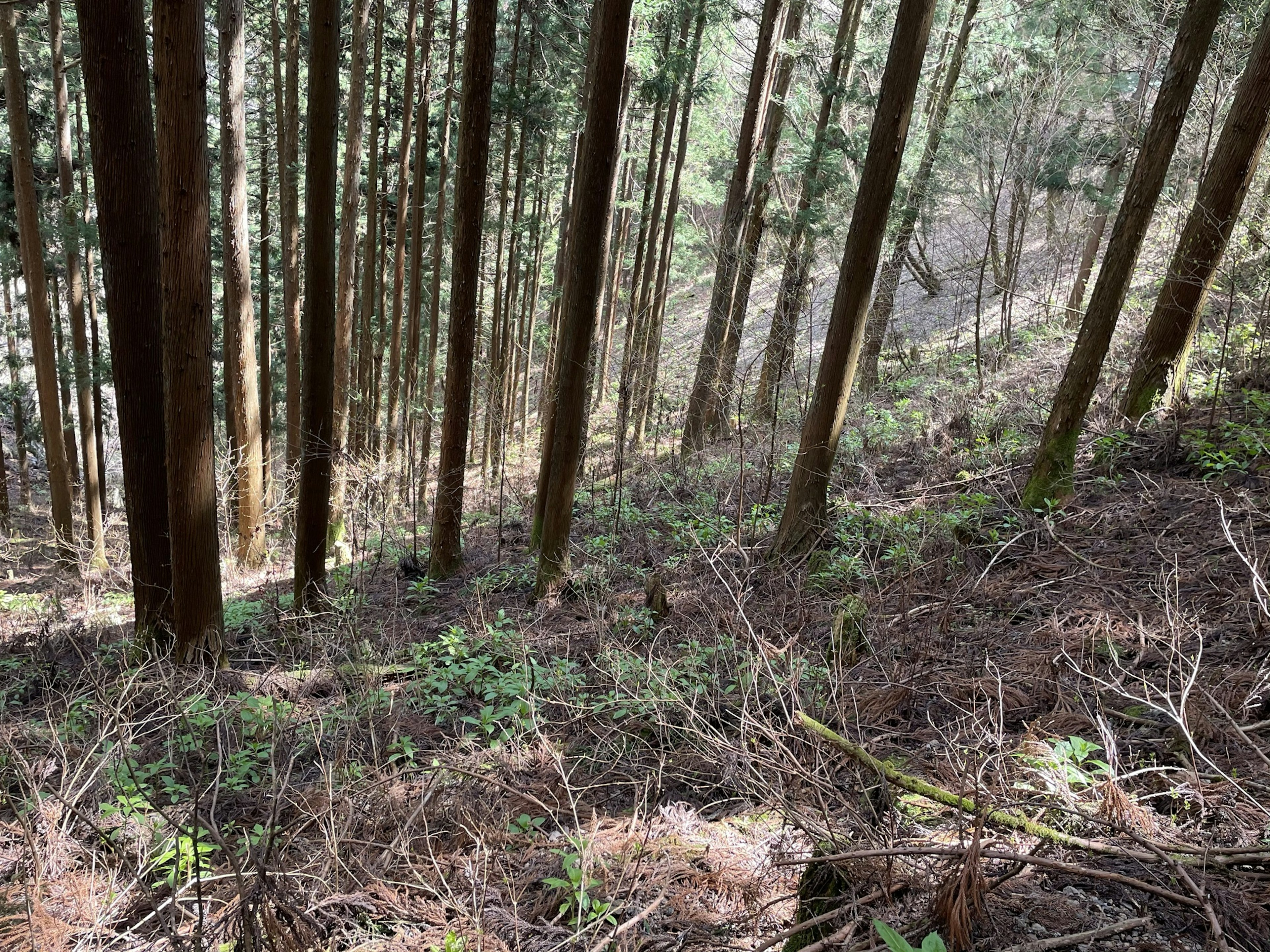 Pemandangan hutan miring dengan pohon-pohon tinggi dan semak-semak