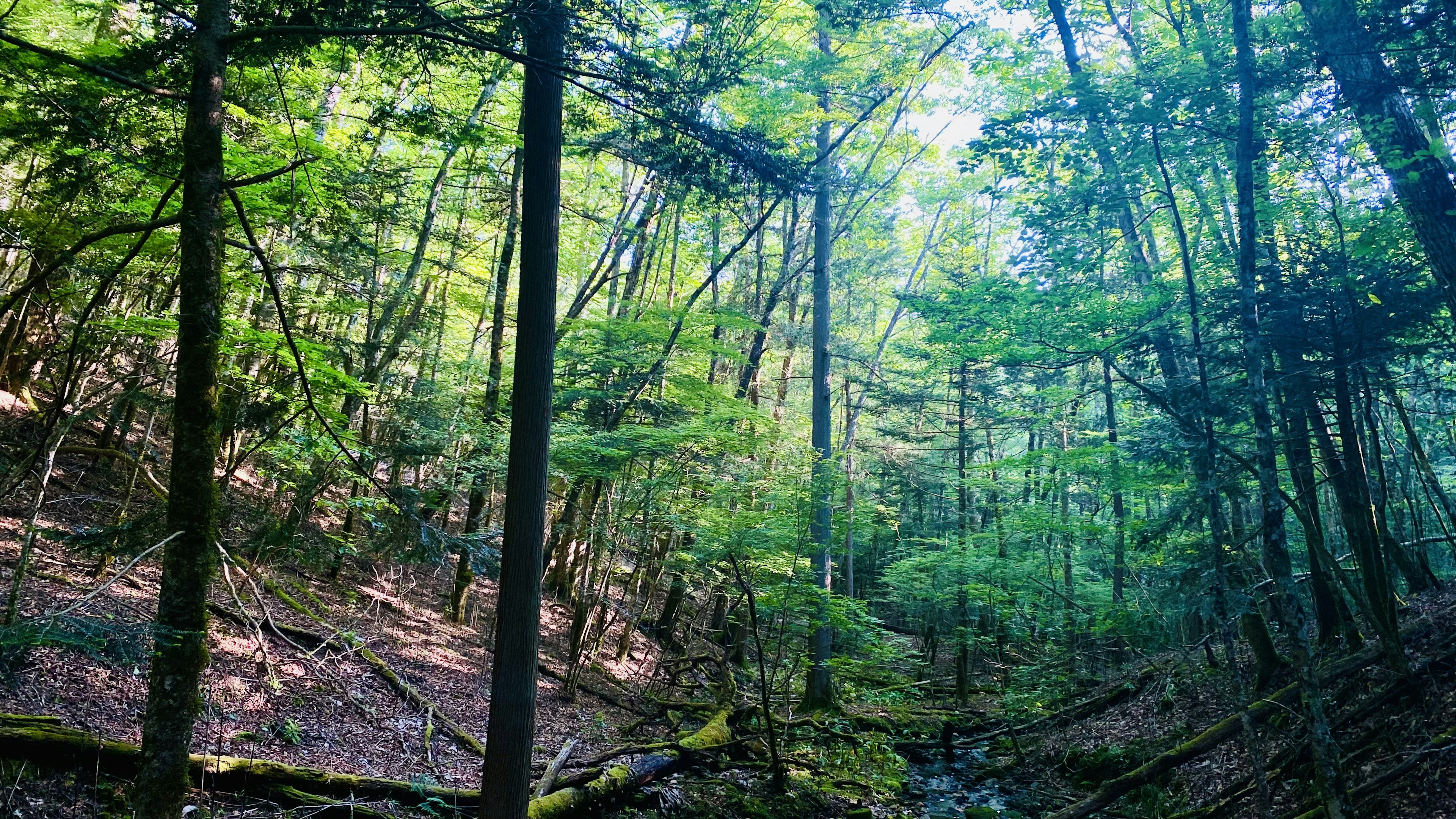 Paesaggio forestale lussureggiante con alberi alti e luce solare che filtra