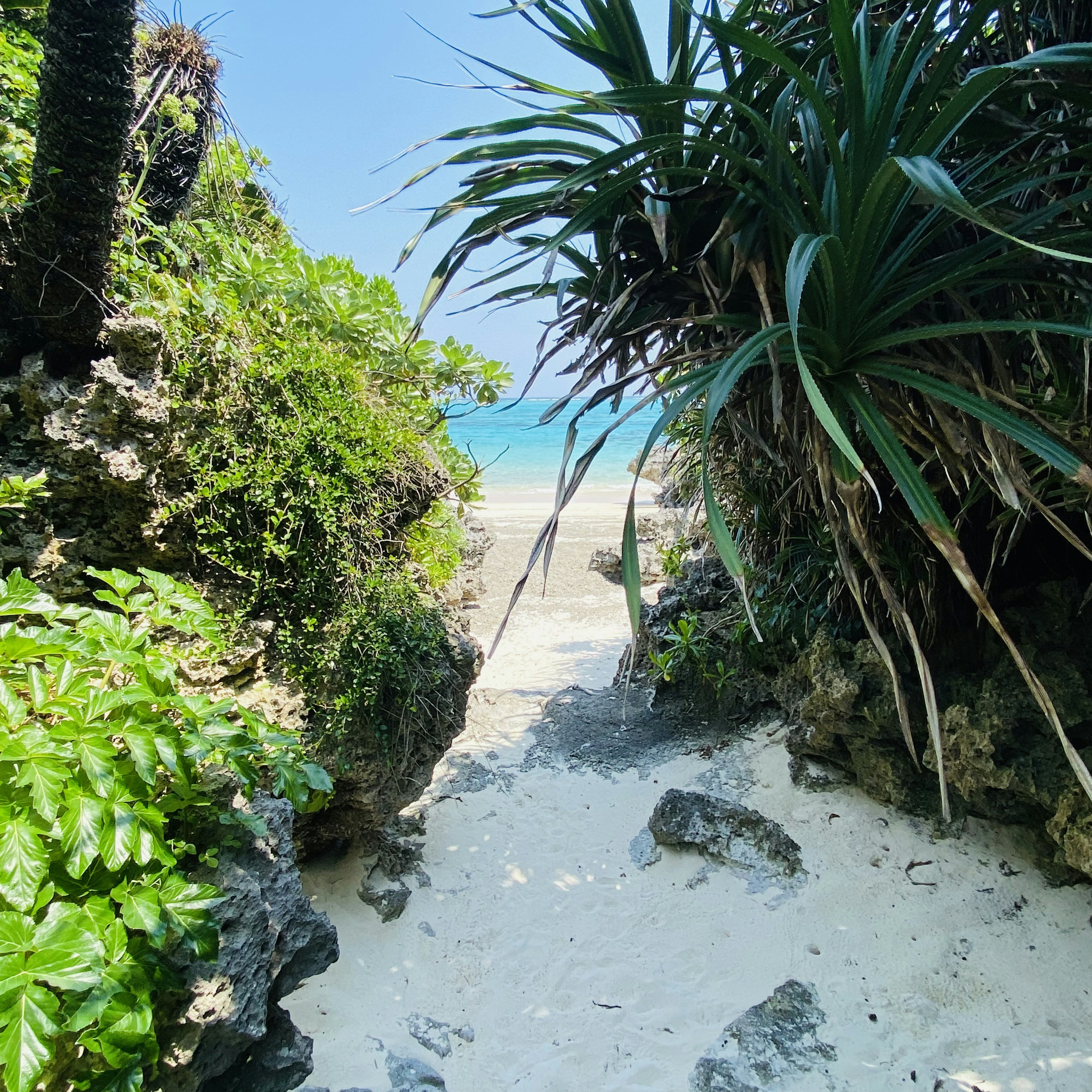 Vista escénica de un sendero exuberante que lleva a una hermosa playa de arena