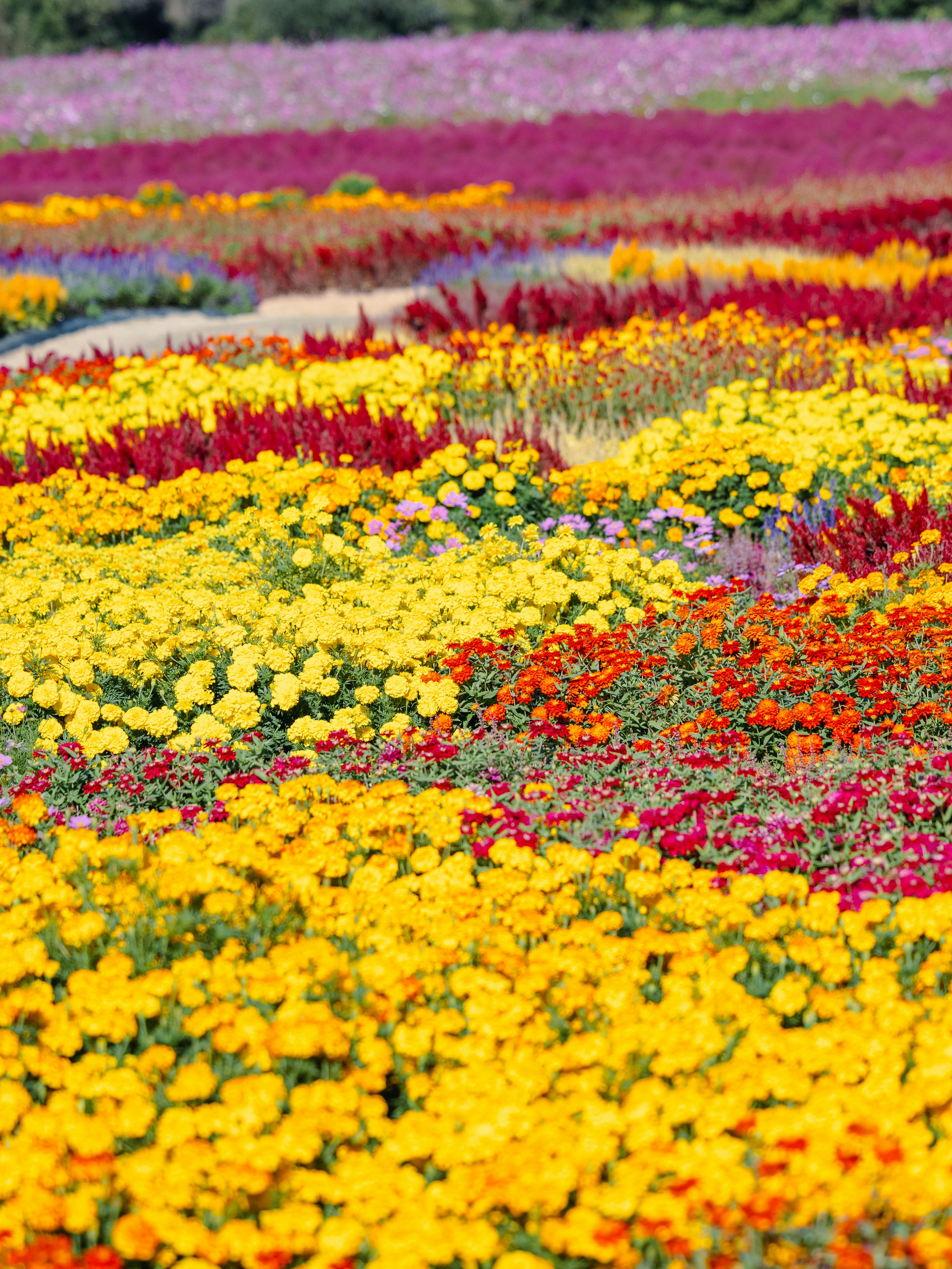 Campo di fiori vibrante con una varietà di fiori colorati