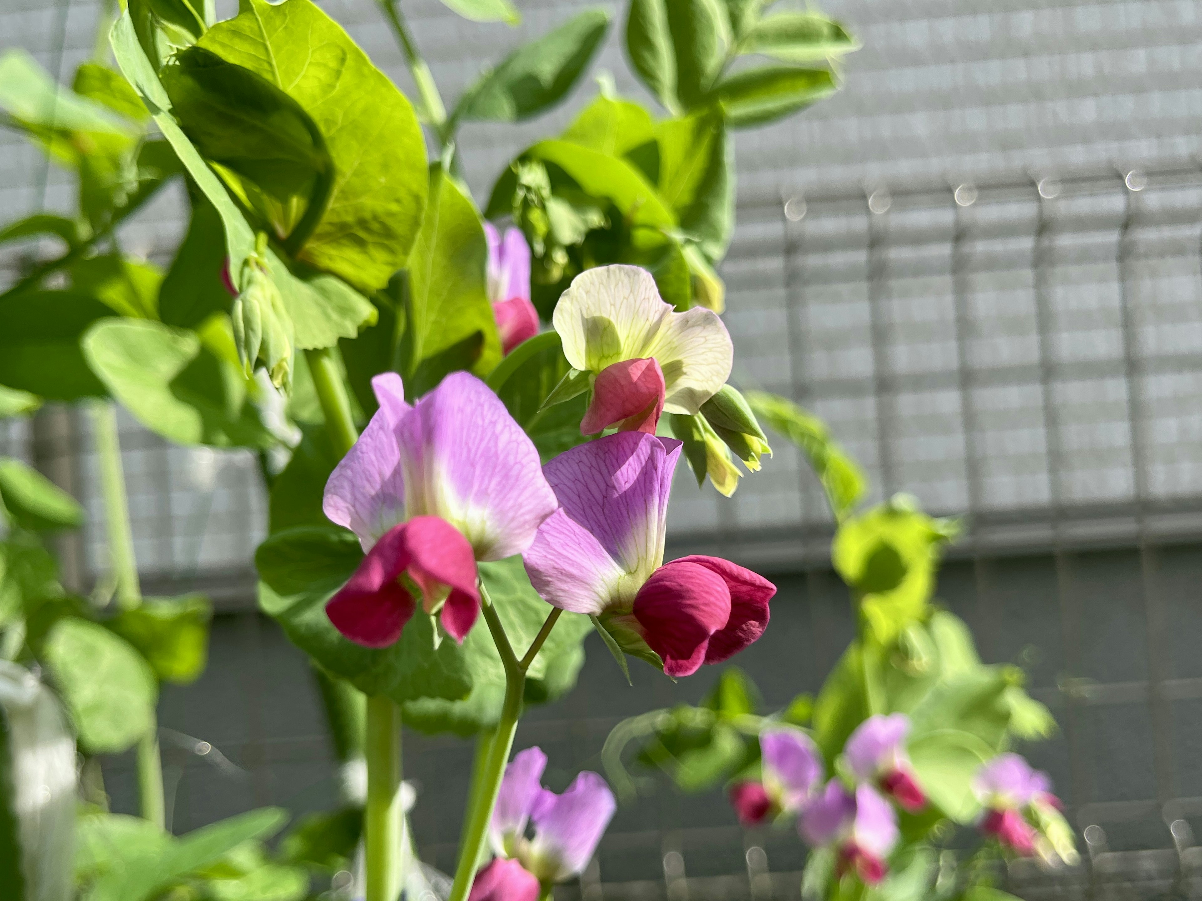 Primer plano de una planta con flores moradas y blancas