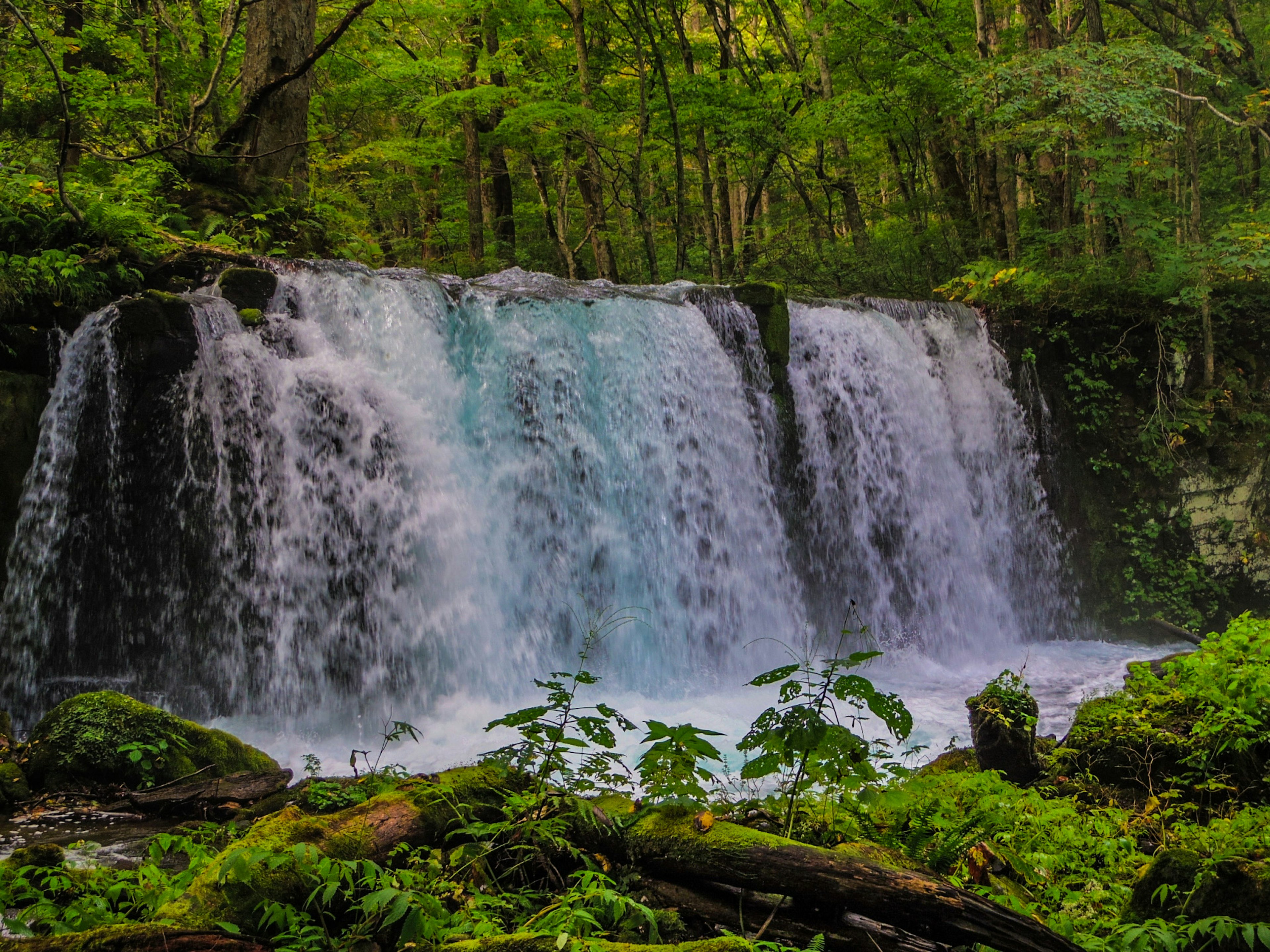 Air terjun mengalir di hutan hijau subur dengan dedaunan yang cerah