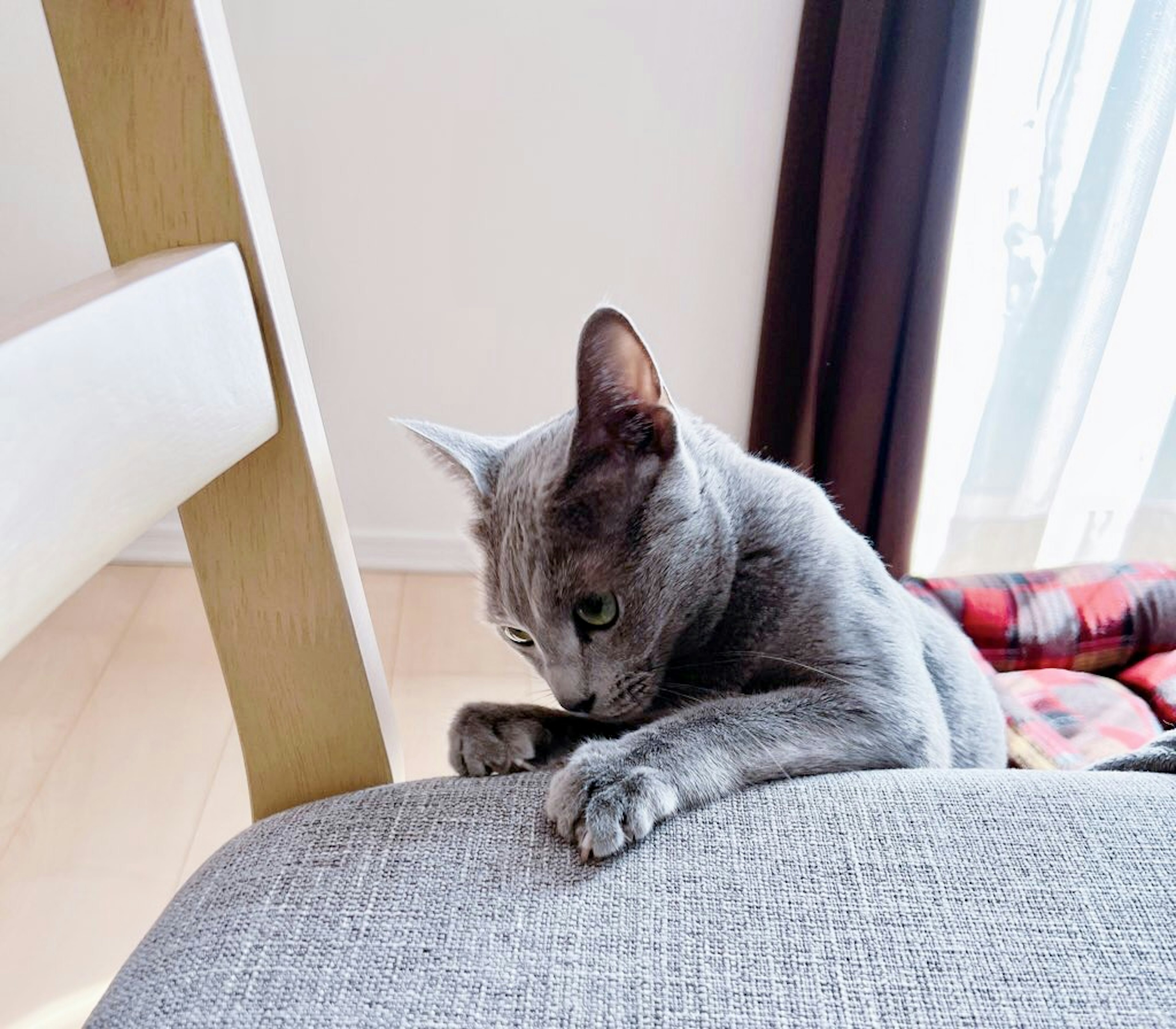 Gatto grigio che appoggia le zampe sullo schienale di un divano