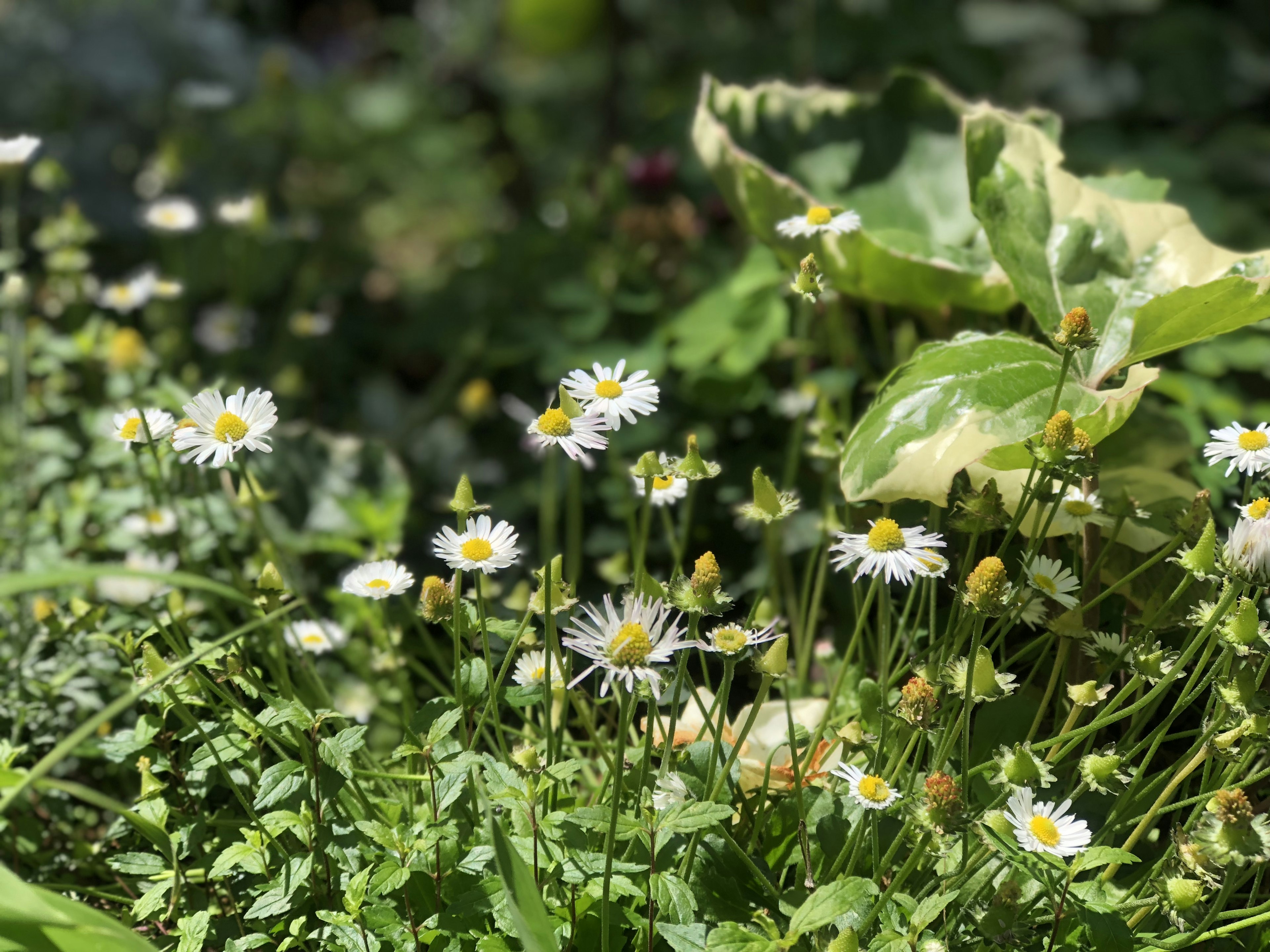 Una vista escénica de un jardín con flores blancas en flor