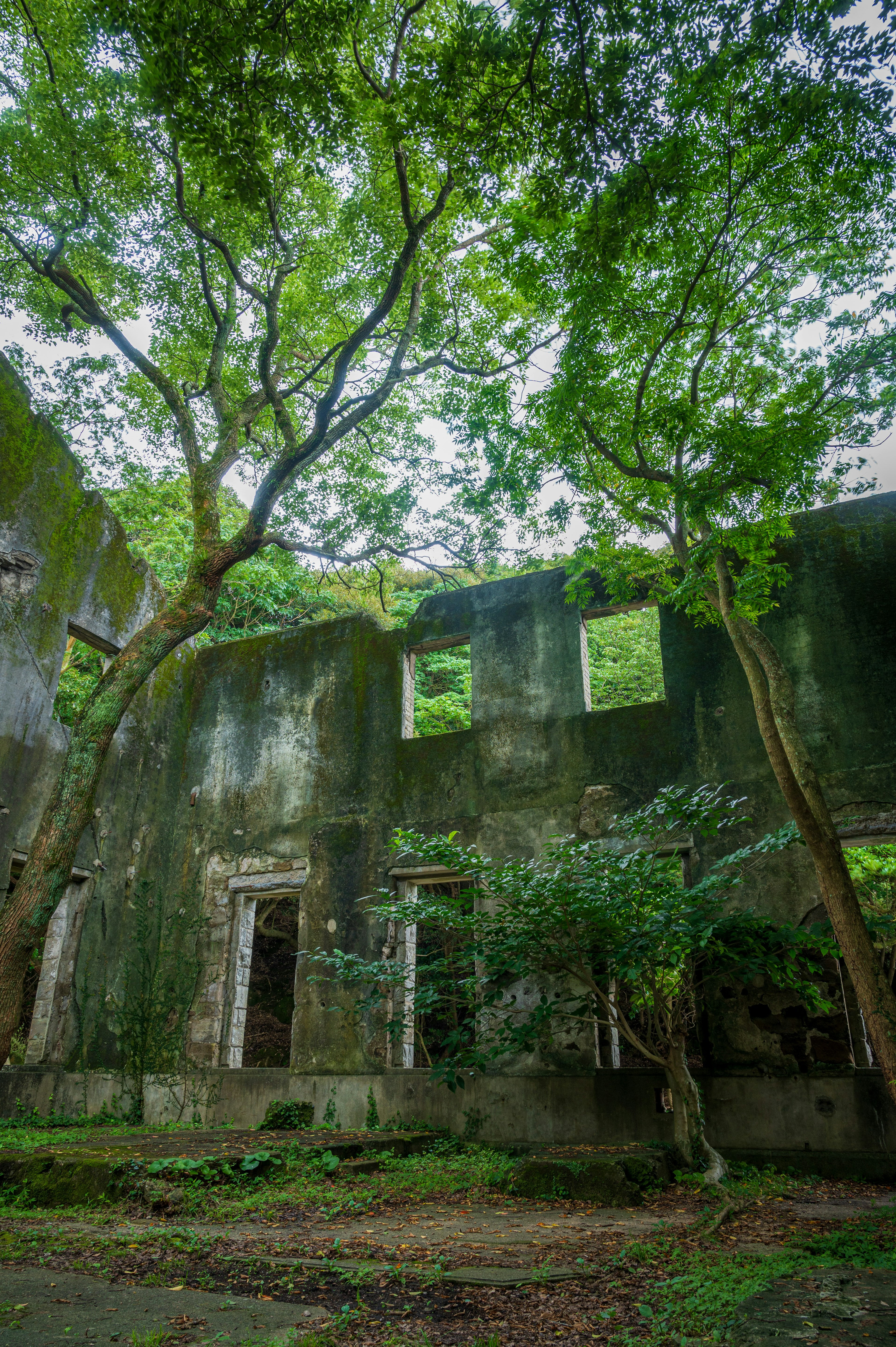 廃墟に覆いかぶさる木々と苔むした壁のある風景