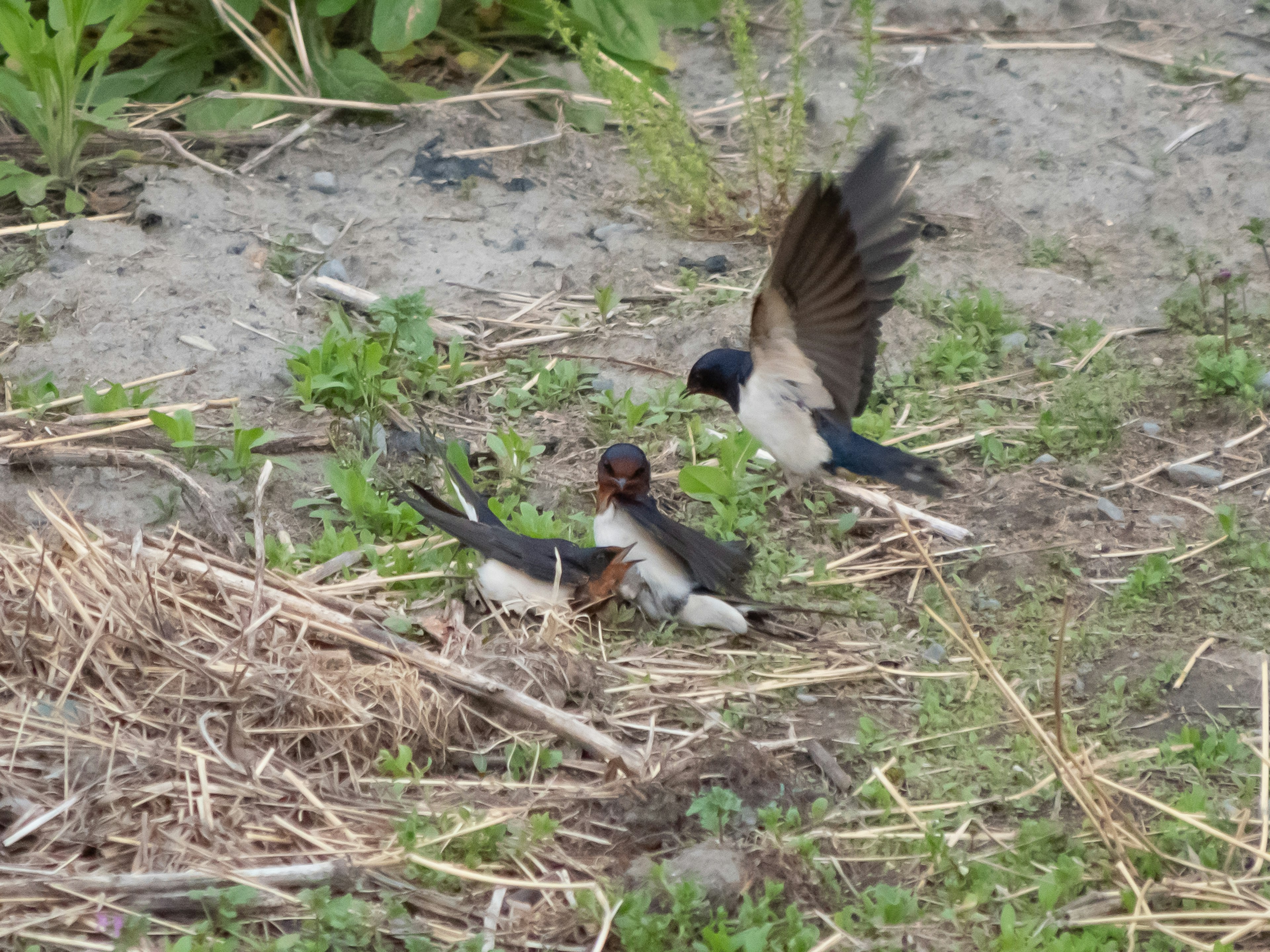 Two swallows gathered on the ground