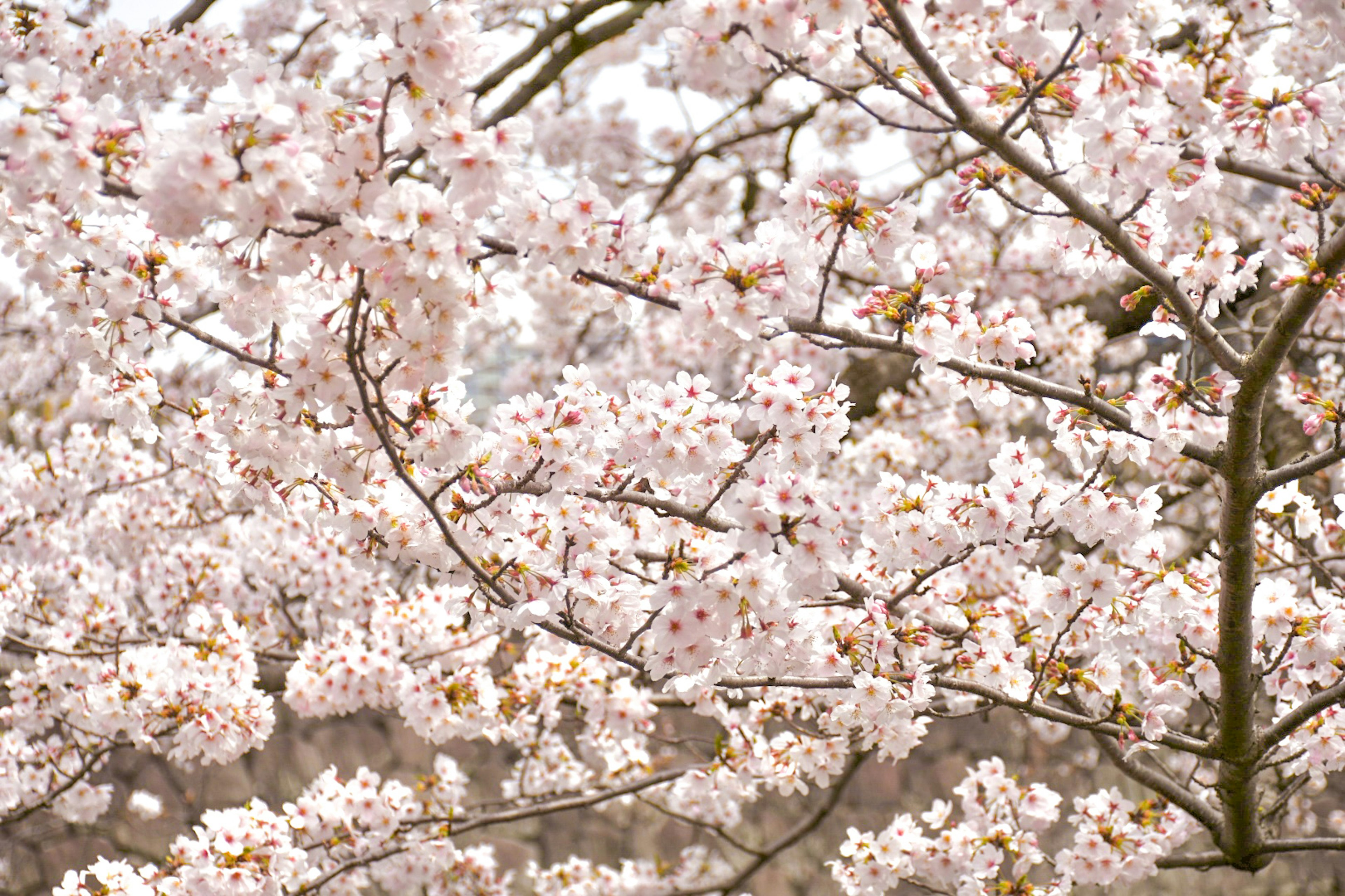 Kedekatan bunga sakura di cabang