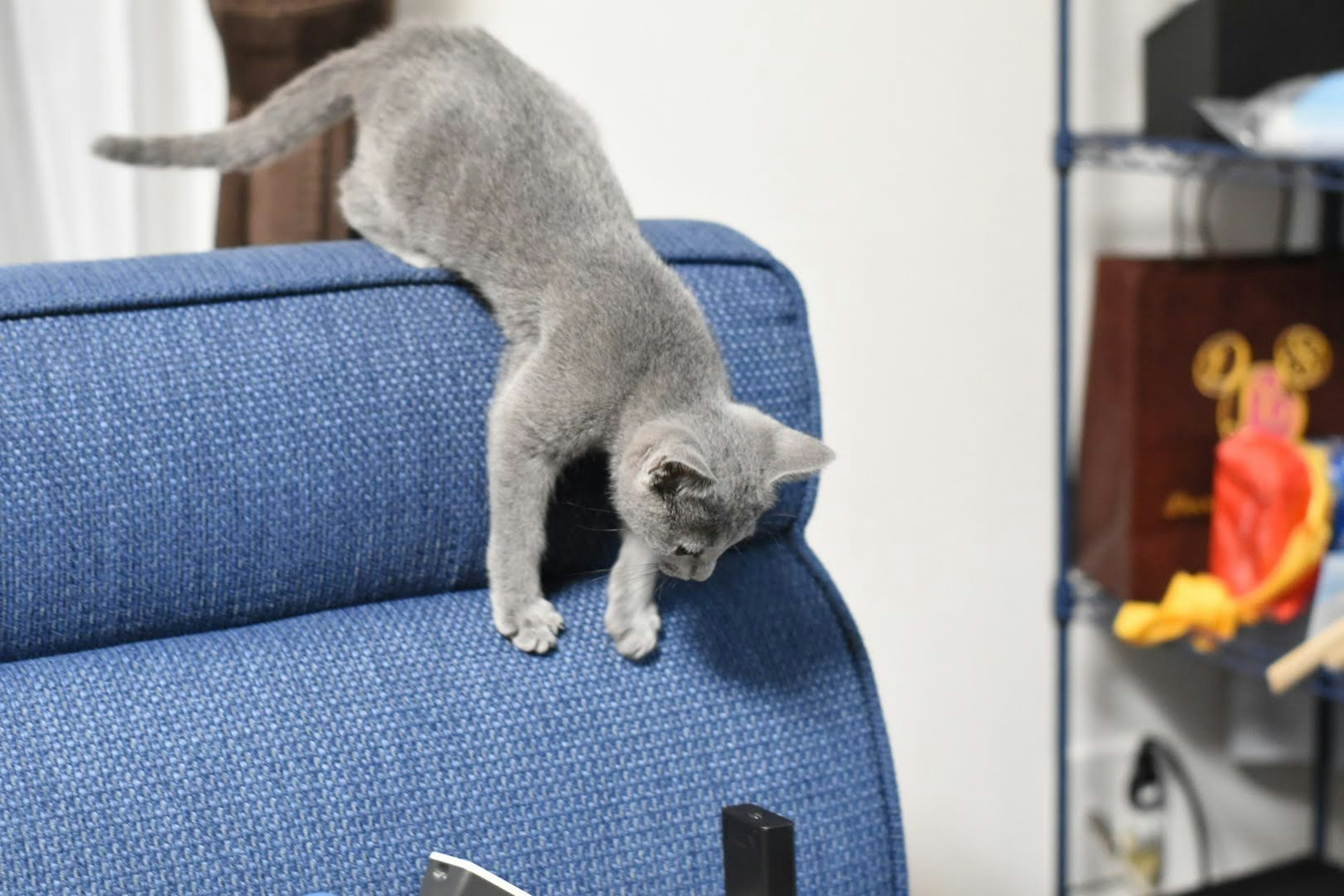 Kucing abu-abu turun dari sandaran sofa biru