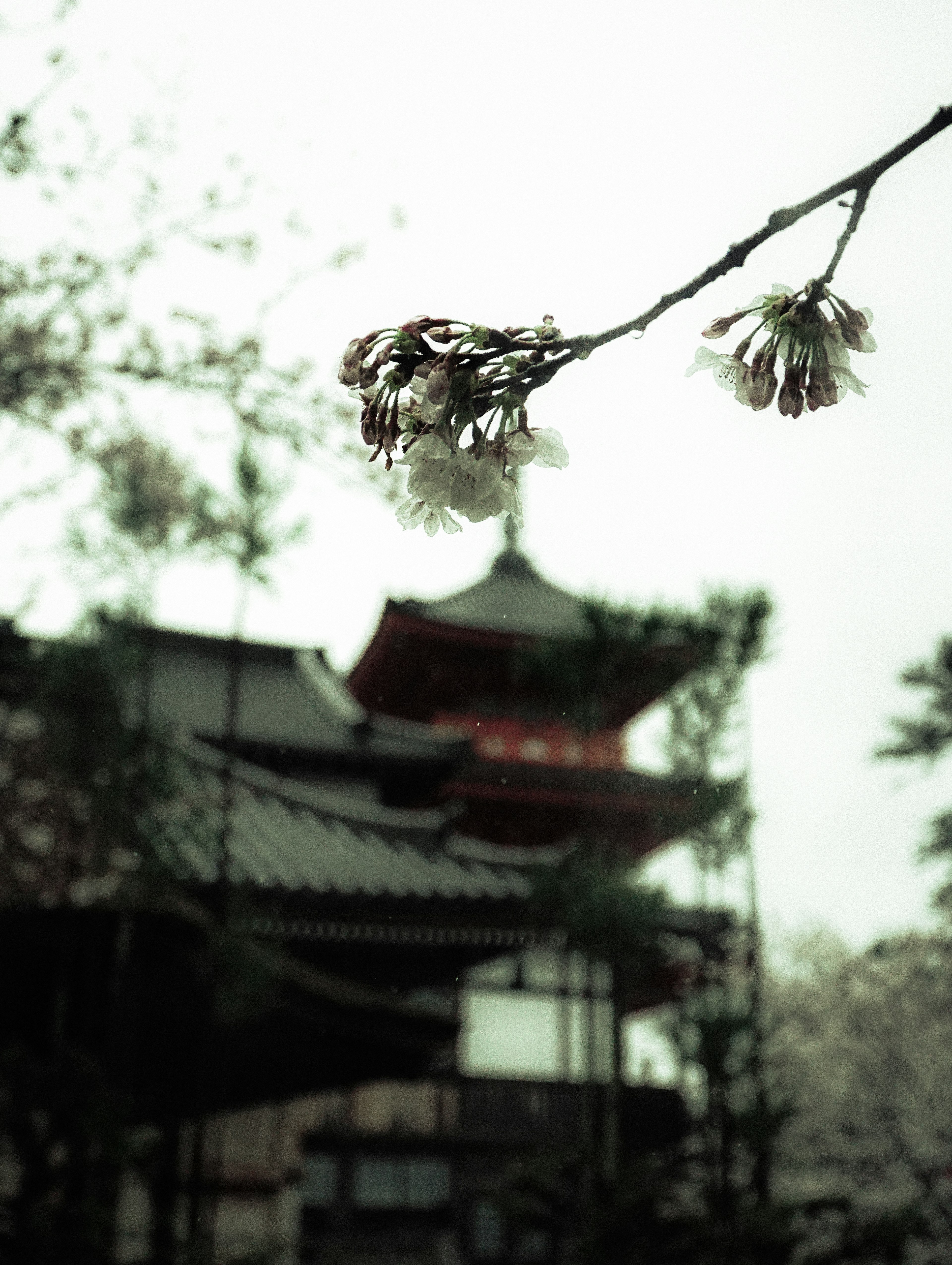 Kirschblütenzweig im Vordergrund mit einem traditionellen japanischen Gebäude im Hintergrund