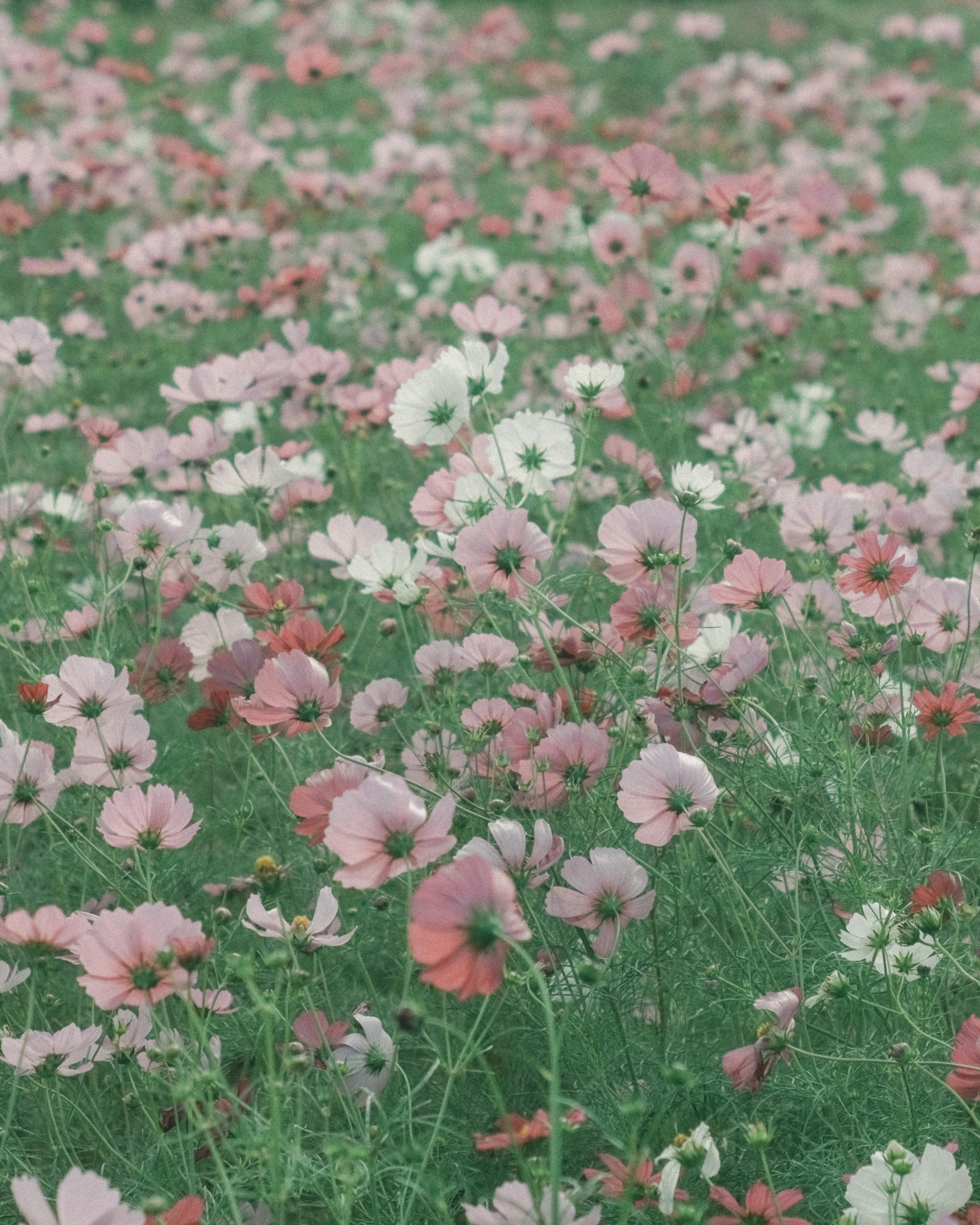 A vibrant field filled with blooming flowers in various shades of pink and white