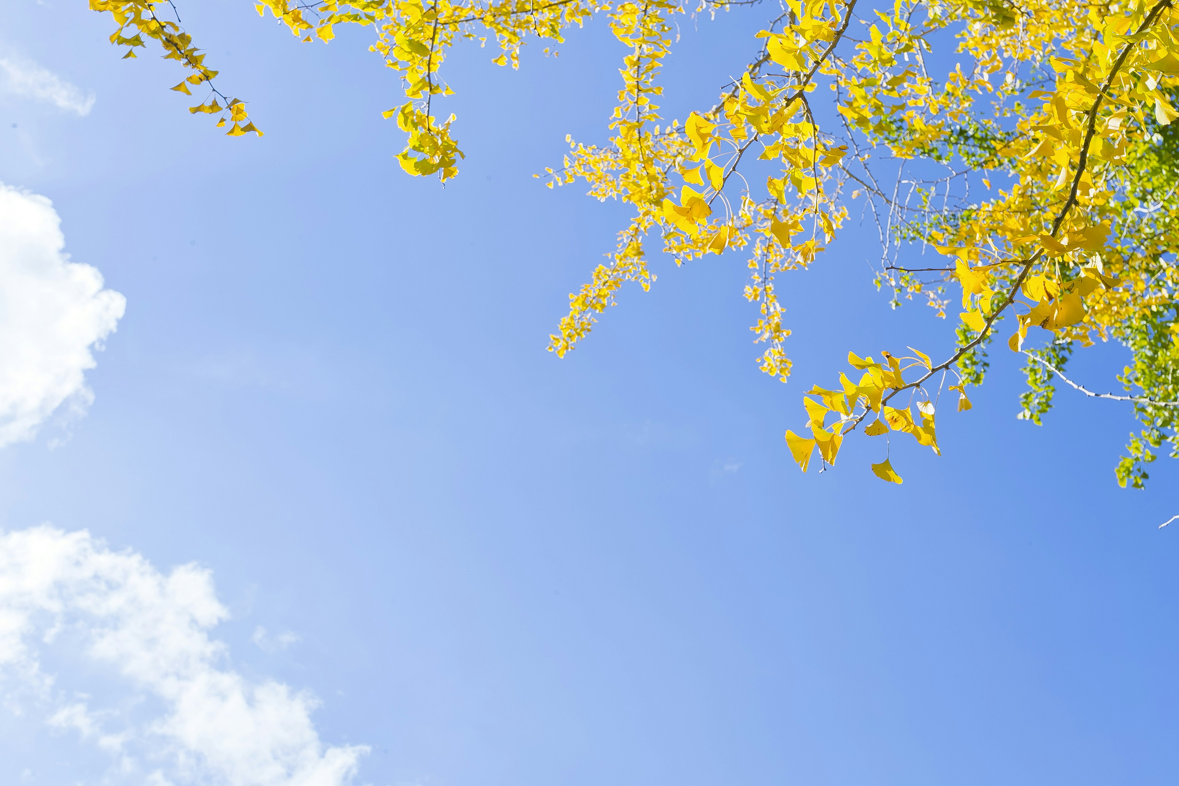 Cabang dengan daun kuning di latar belakang langit biru