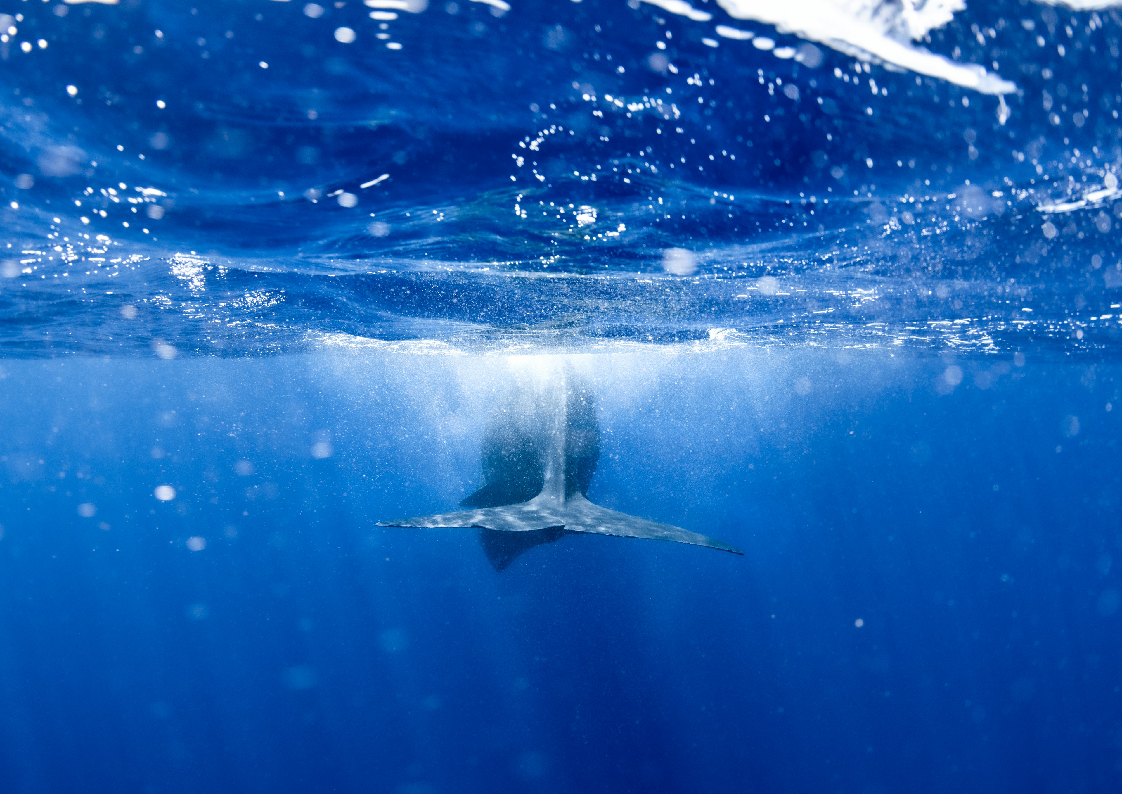 水中を泳ぐクジラの尾ひれが見える青い海の画像