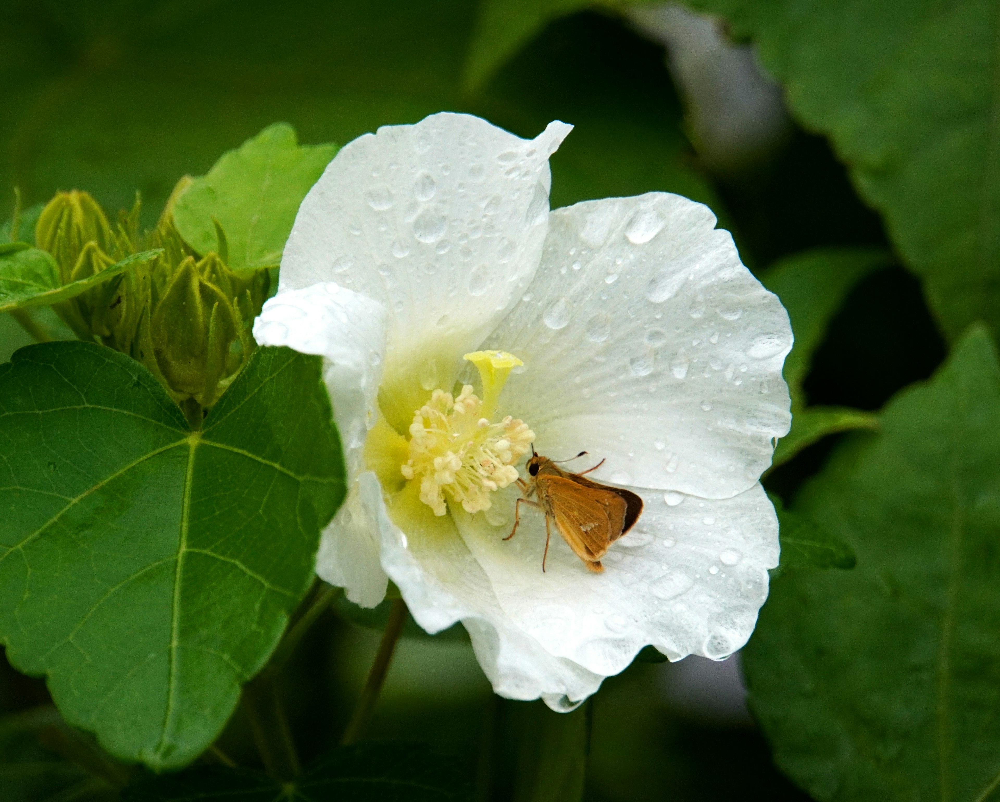 白い花と茶色い蝶が水滴のついた葉の中にいる