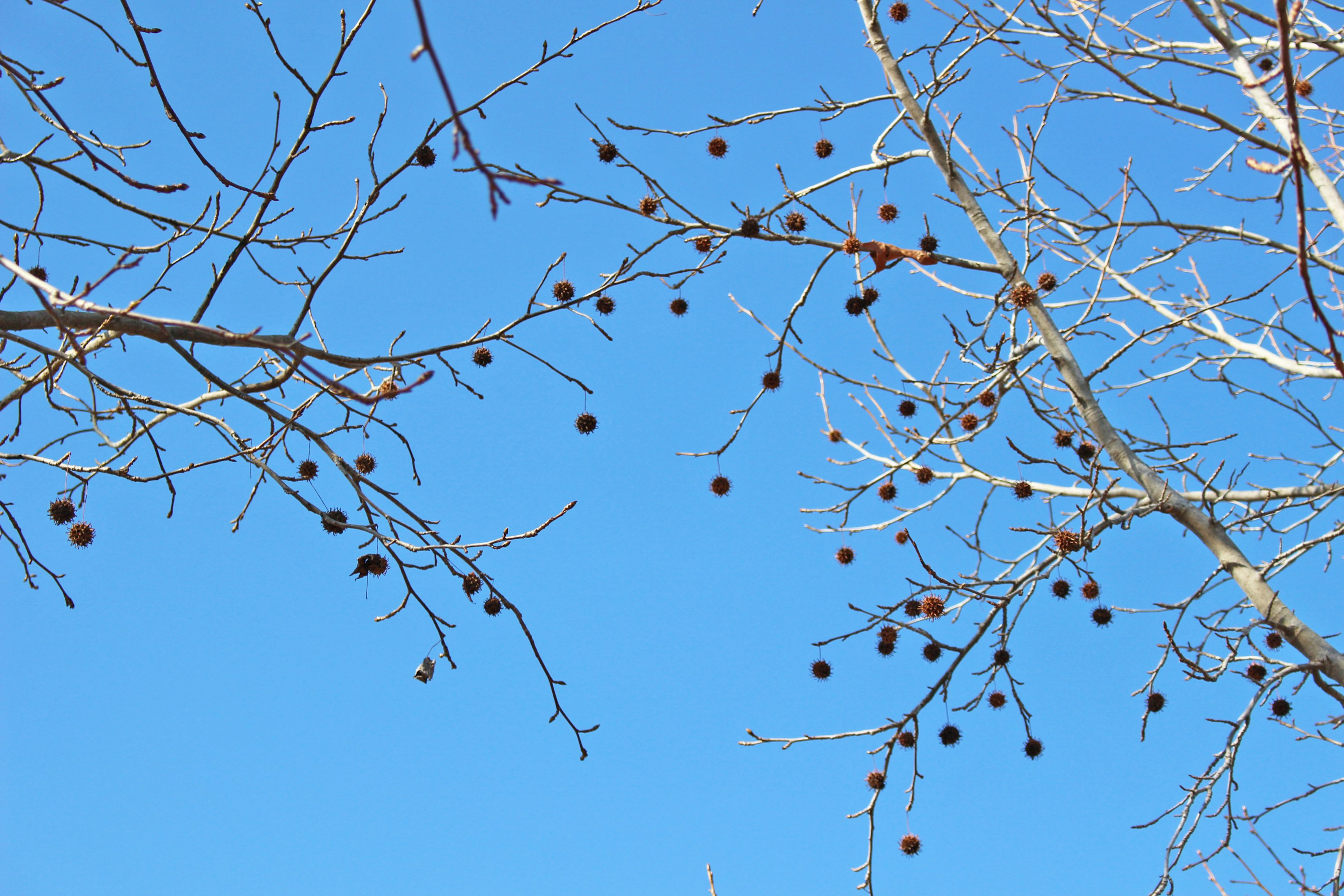 Small fruits hanging from branches against a blue sky