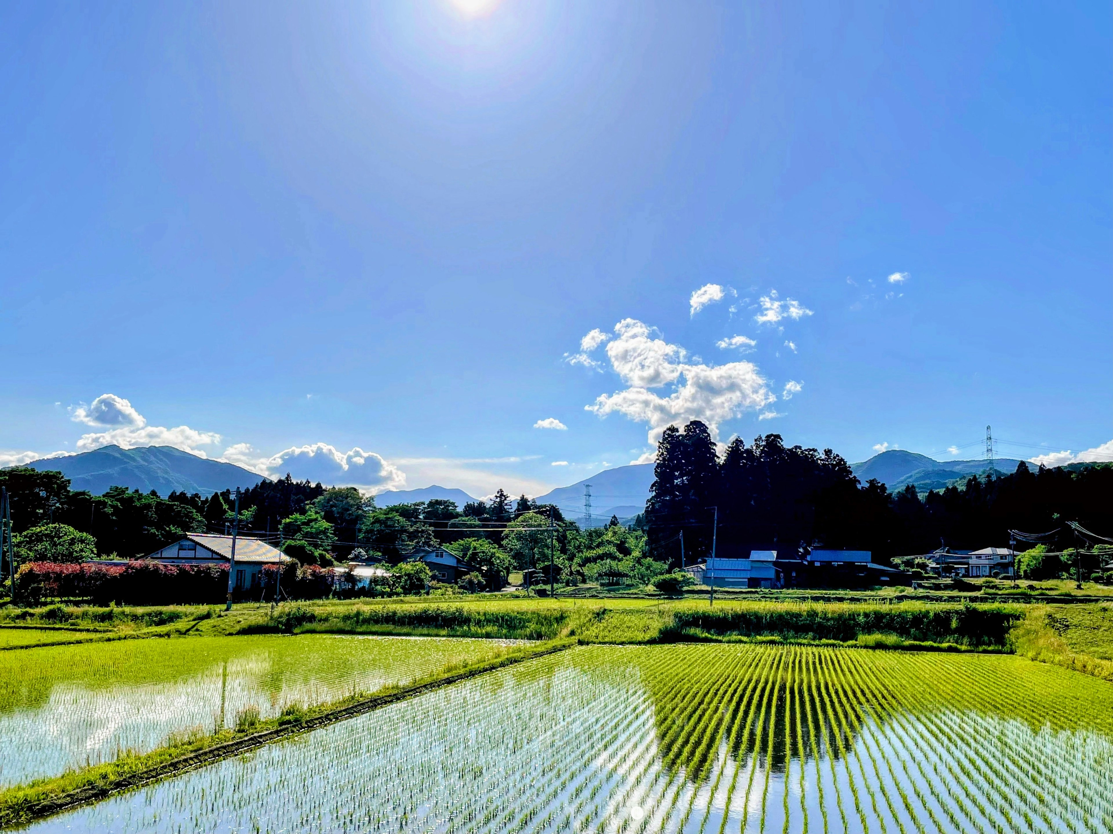 Campos de arroz verdes bajo un cielo azul brillante con nubes y montañas distantes