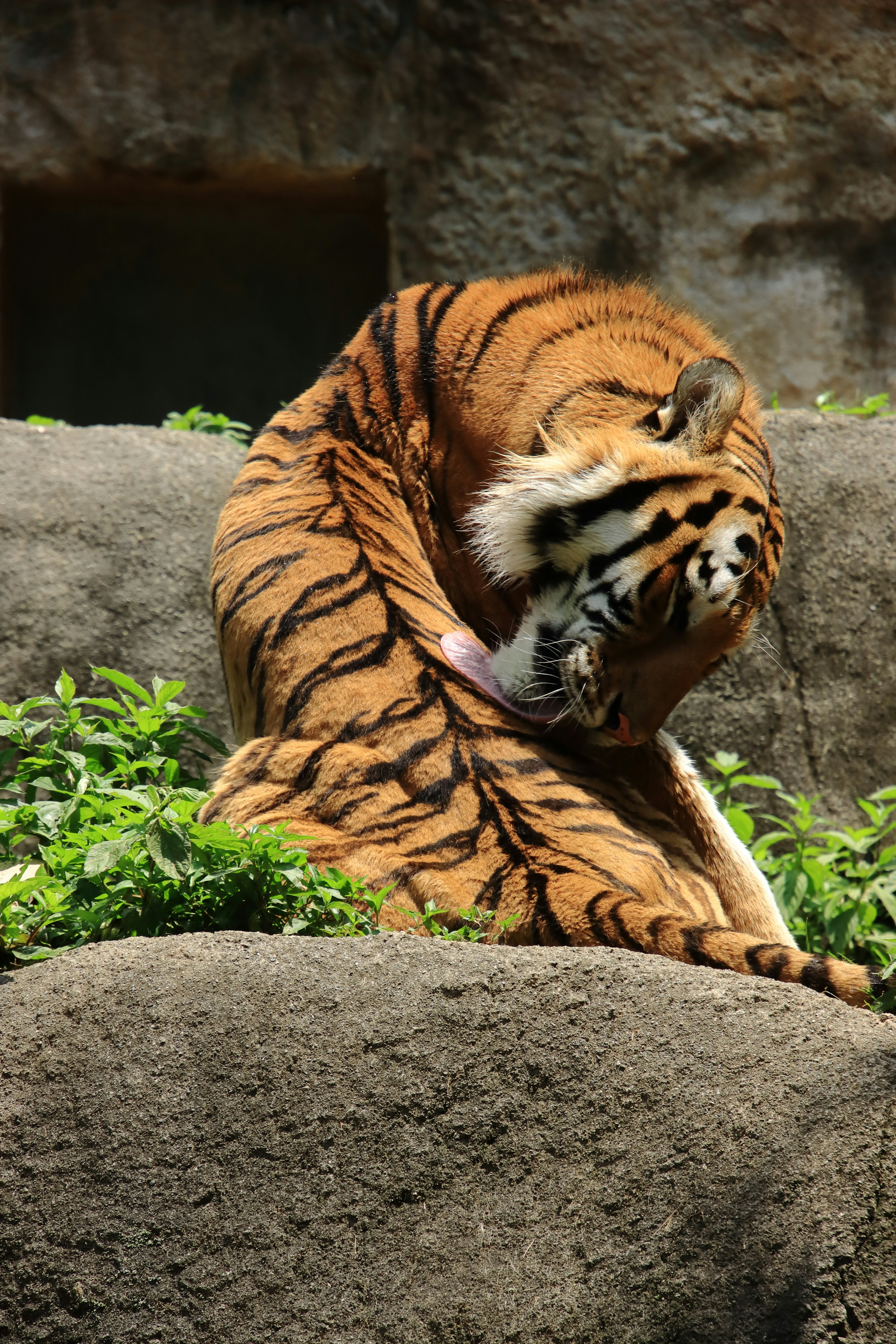 Un tigre che si lecca su una roccia circondata da piante verdi