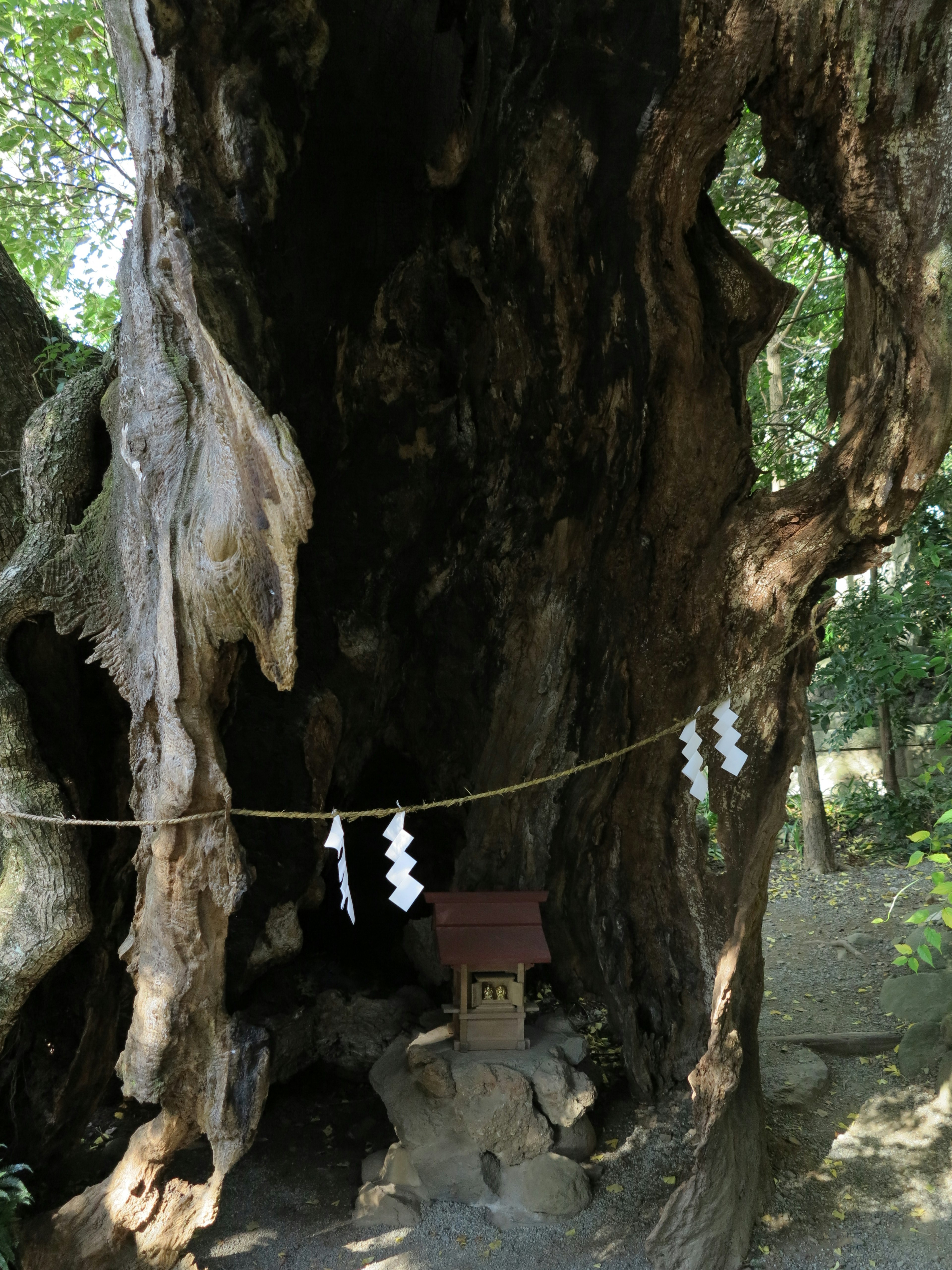 A large ancient tree trunk with a small shrine and shimenawa hanging